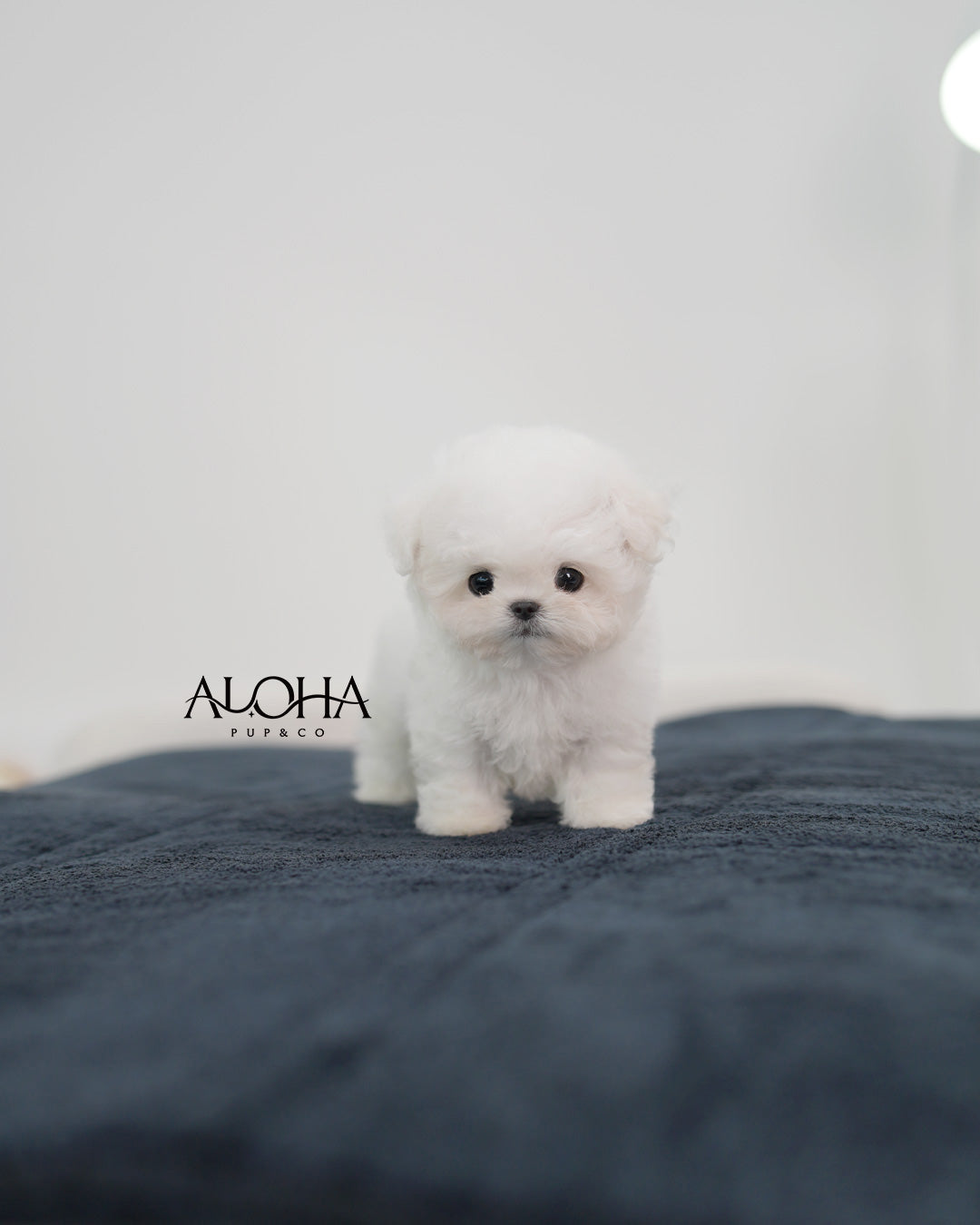 Blue [TEACUP BICHON Frise]