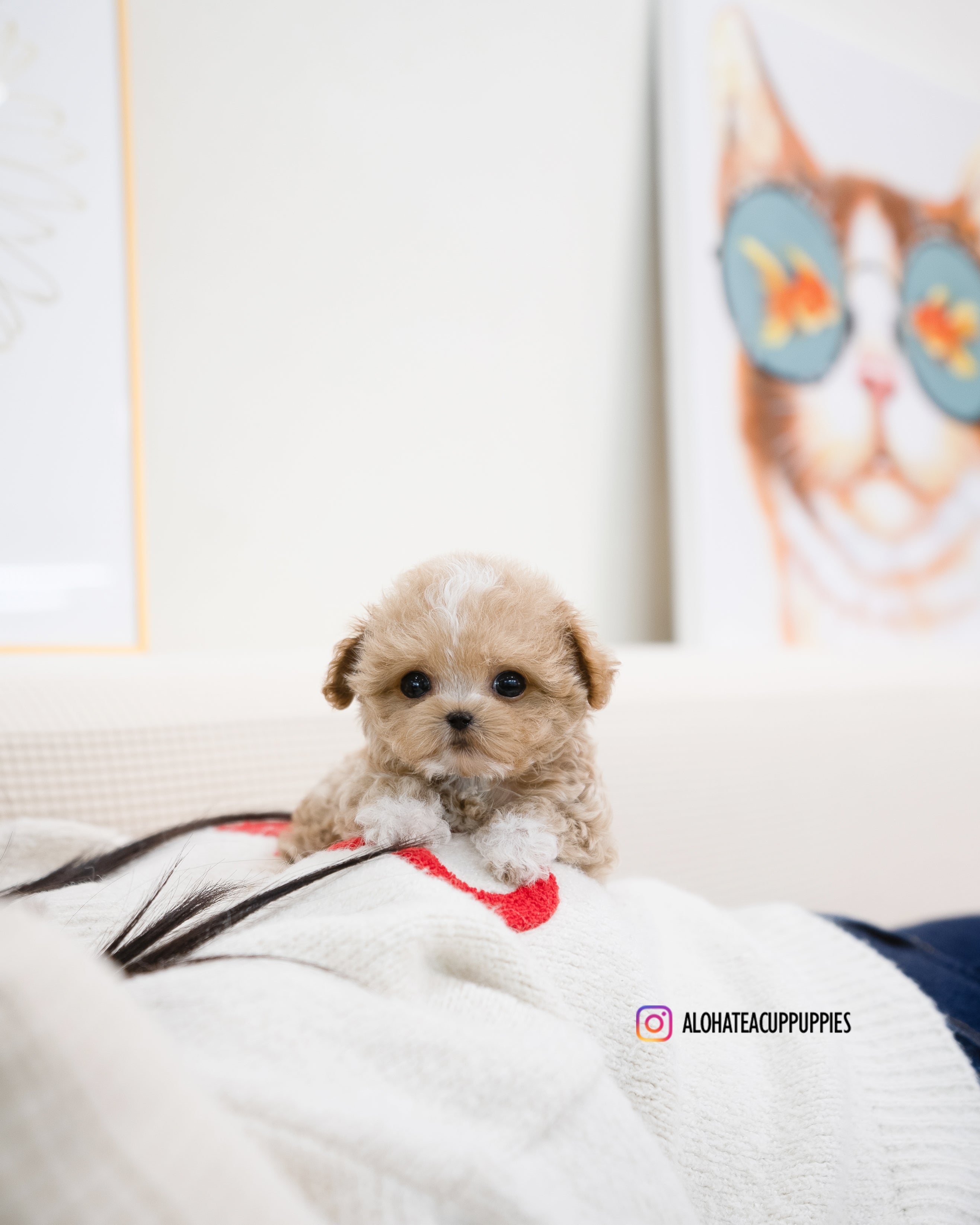 Ryan [TEACUP MALTIPOO]