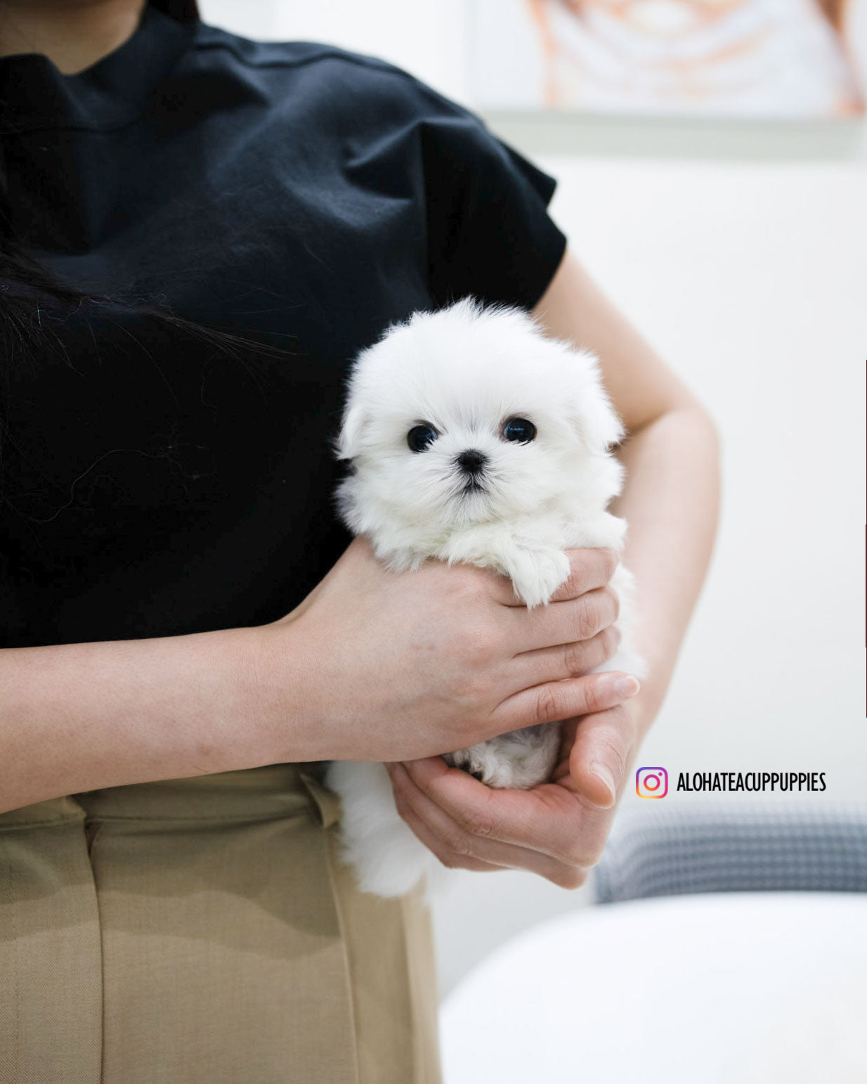 Lucky [TEACUP MALTESE]