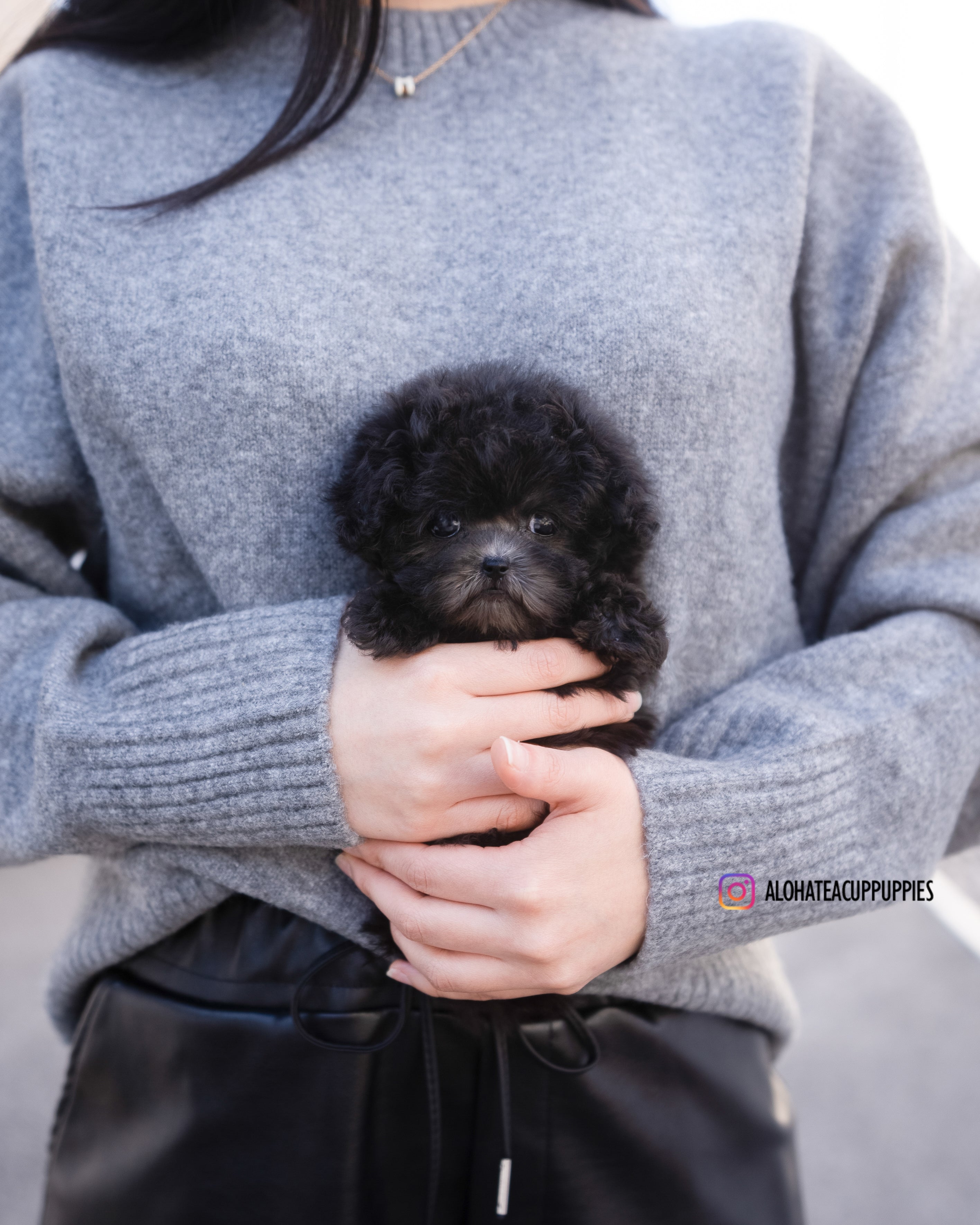 Blake [TEACUP POODLE]