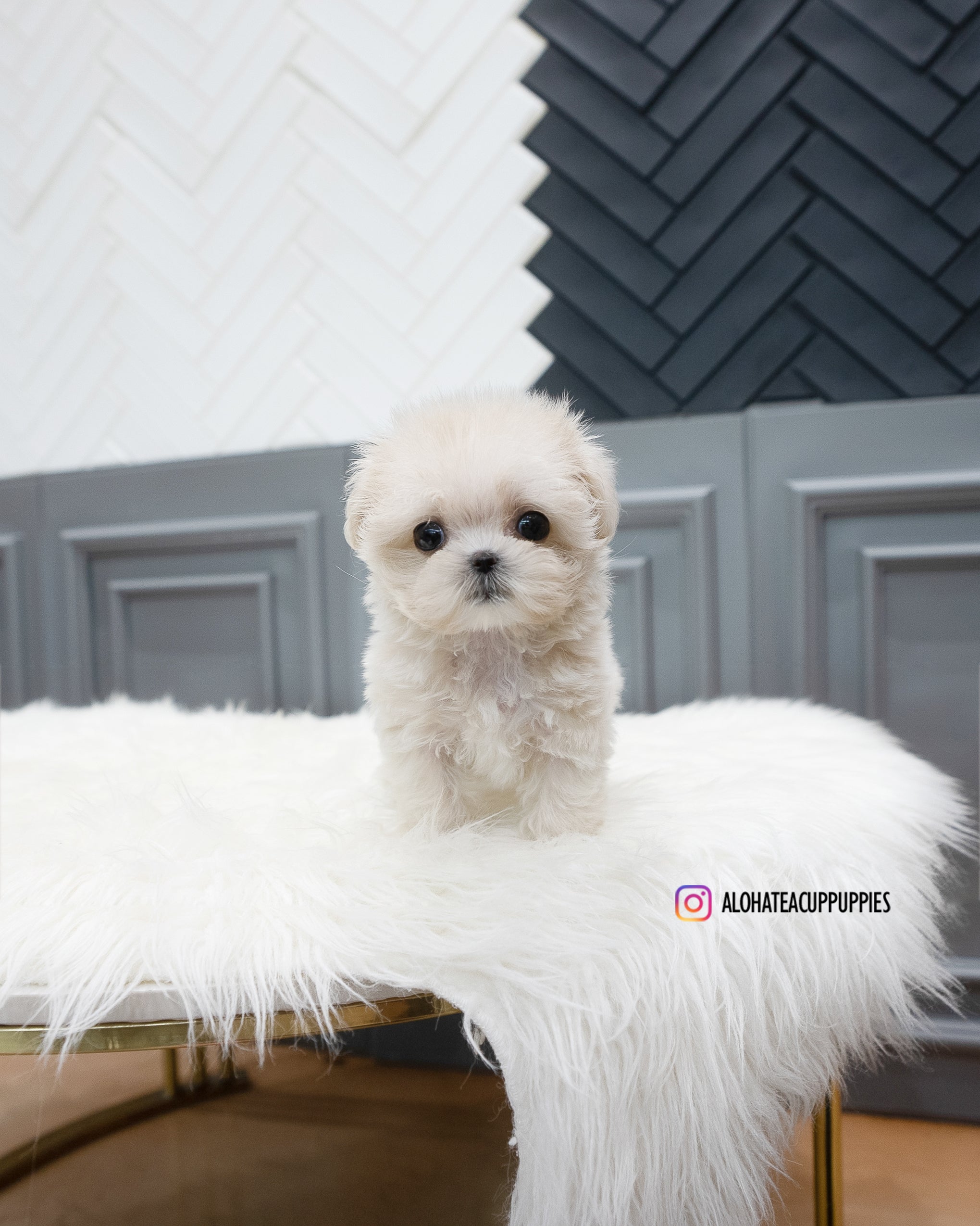 Zara [TEACUP MALTIPOO]