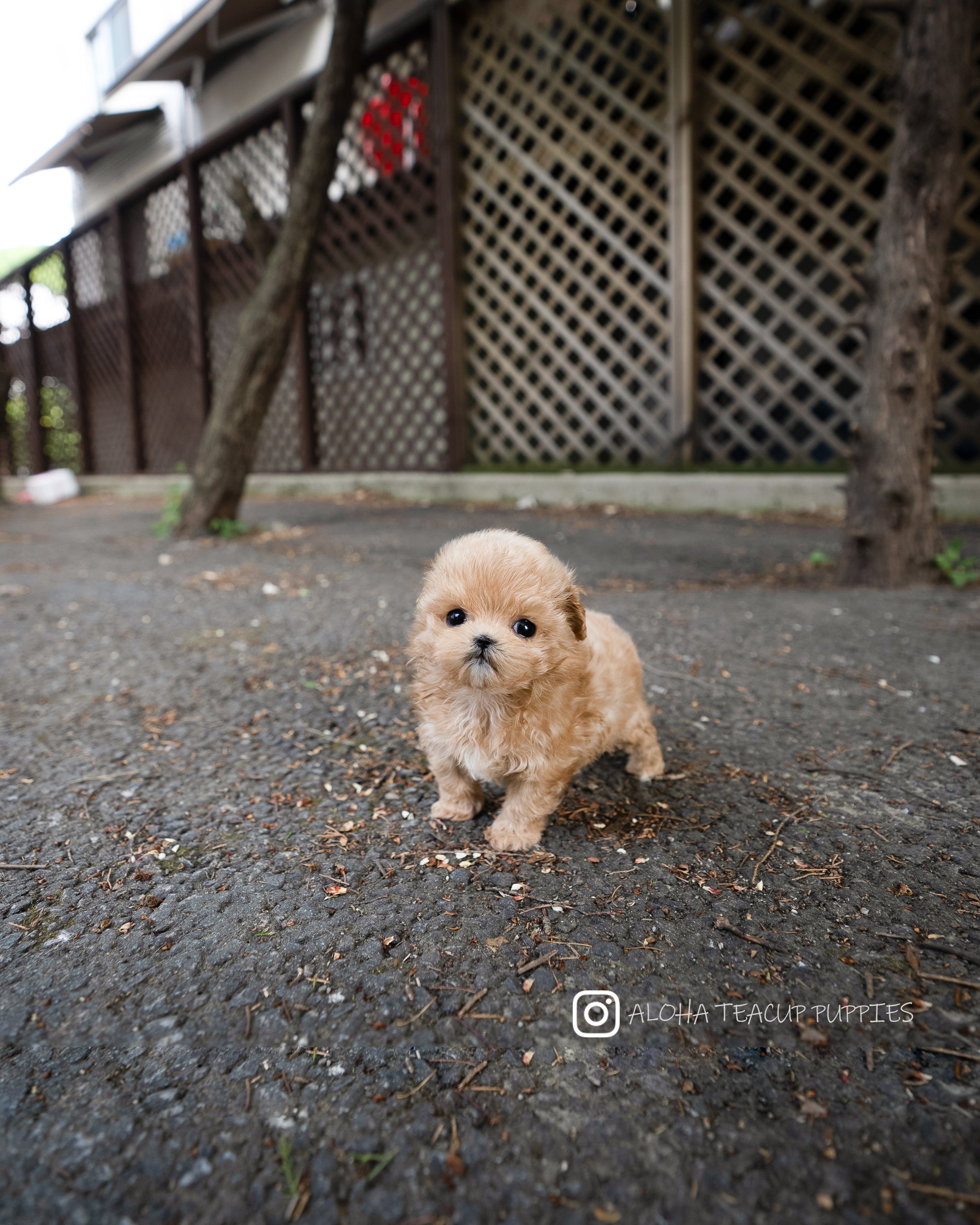 Rose [TEACUP MALTIPOO]