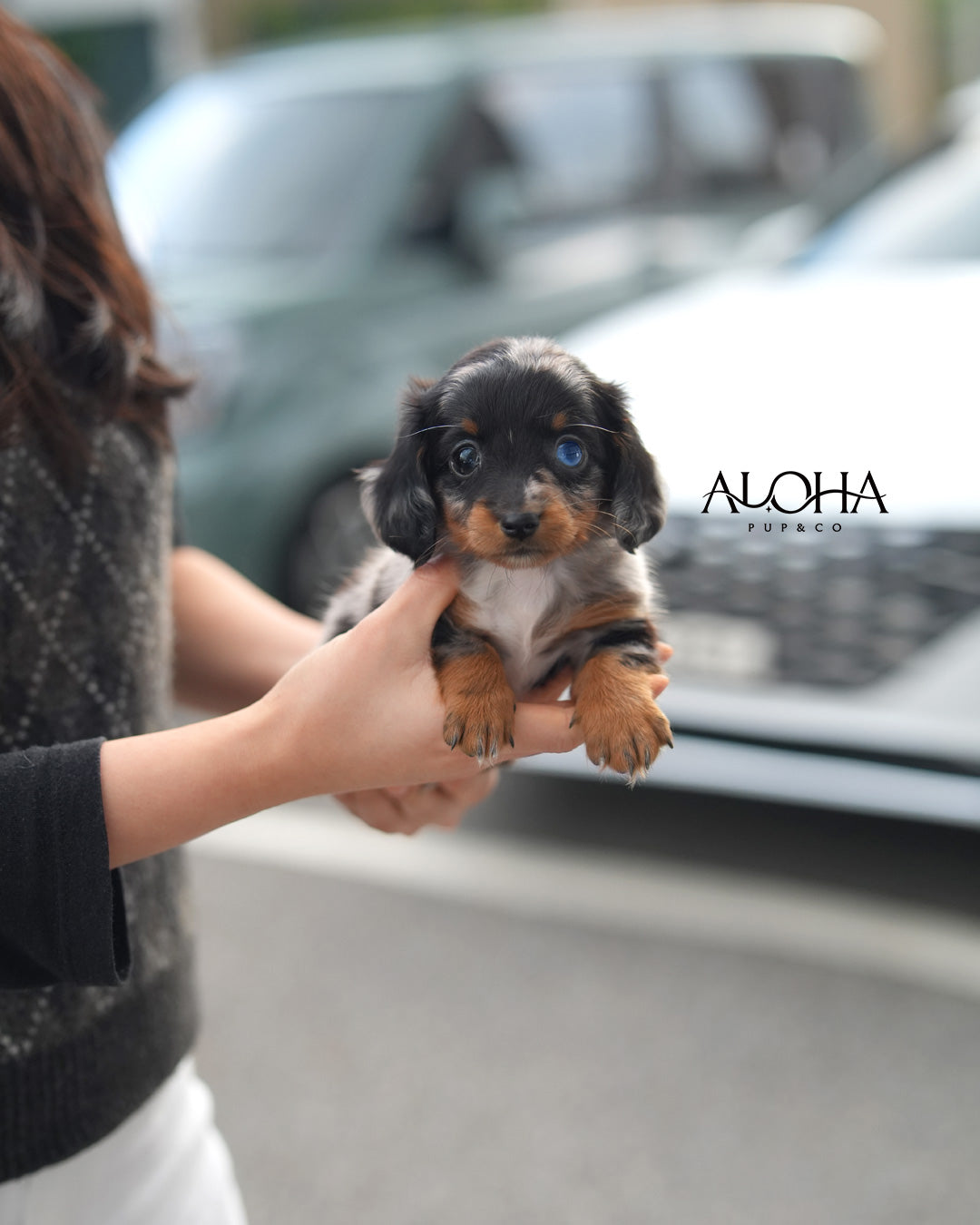 Aron [Mini Dachshund]
