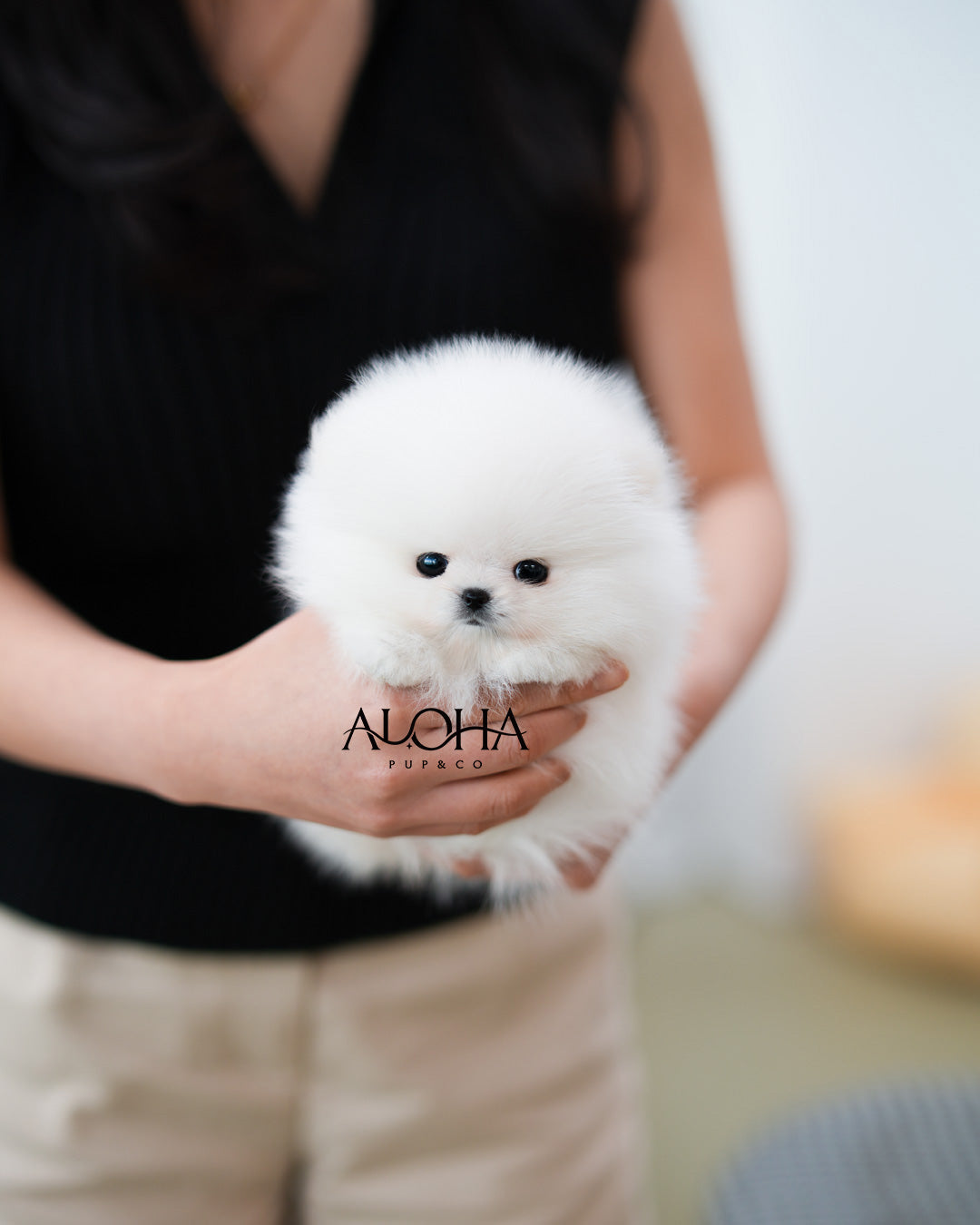 Dora [TEACUP POMERANIAN]