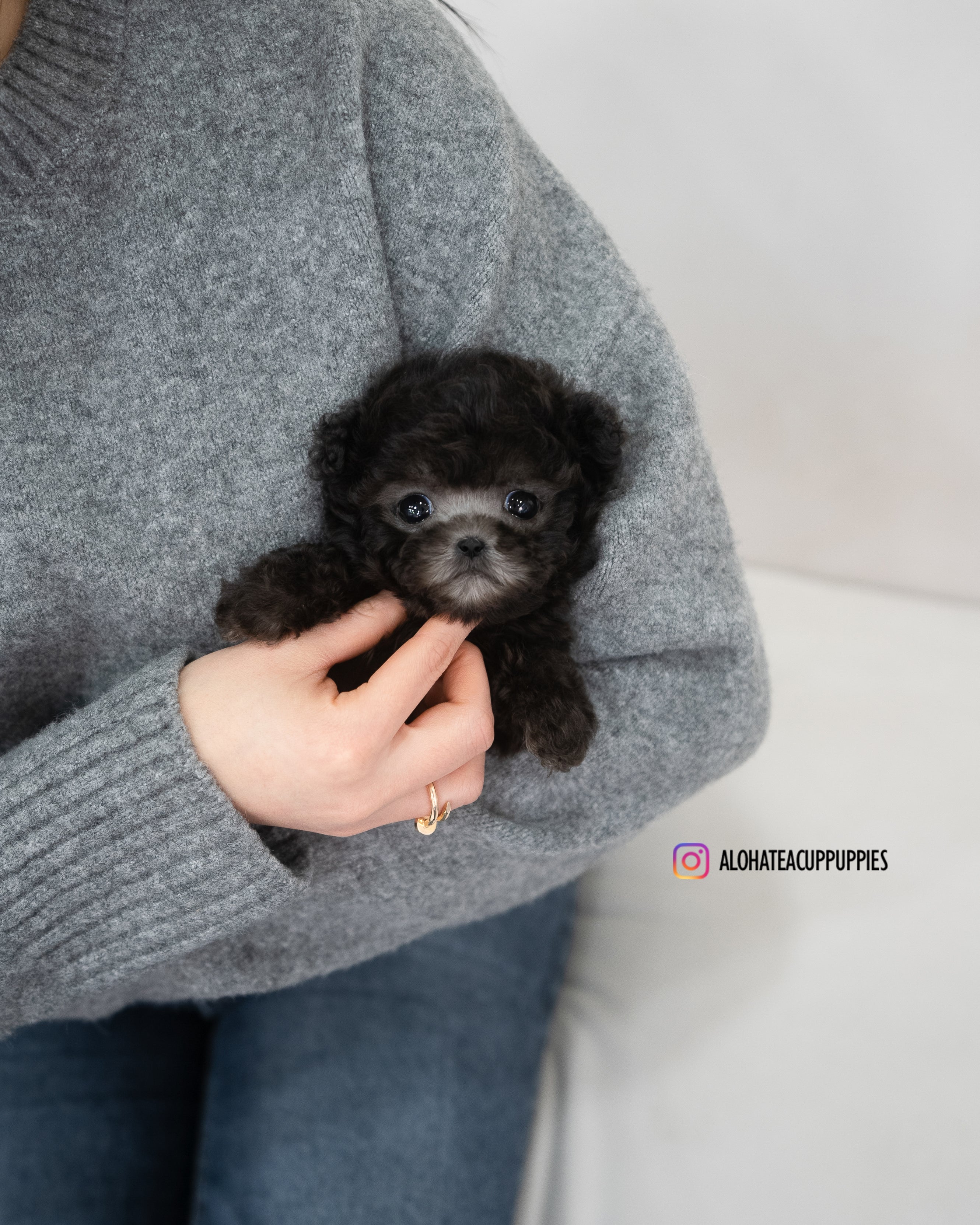 Odette [TEACUP POODLE]