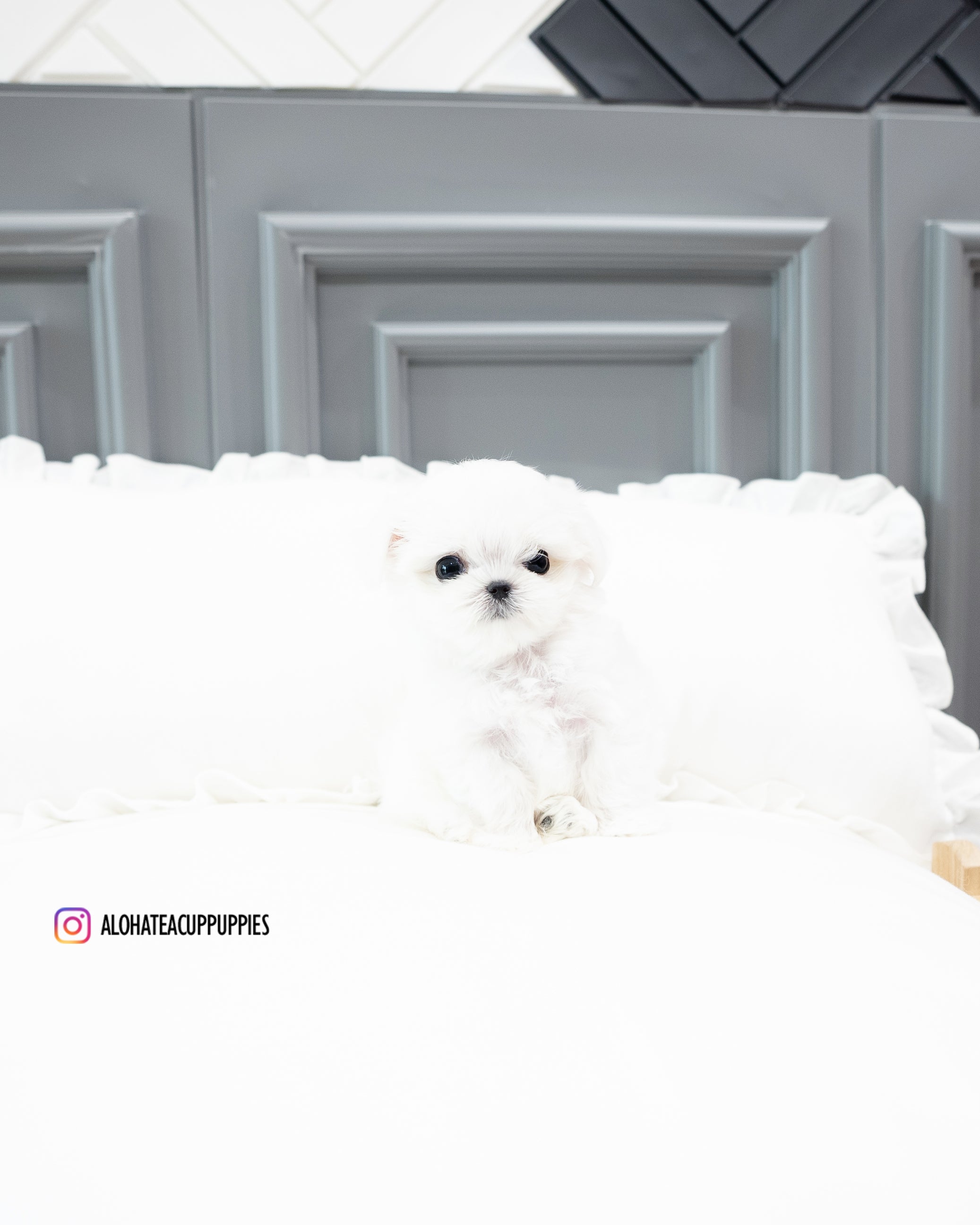 Snow [TEACUP MALTESE]
