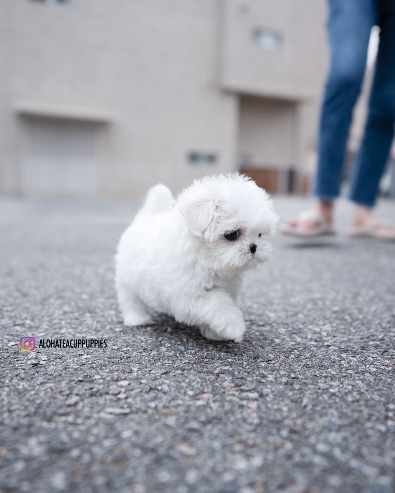 Demi [TEACUP MALTESE]