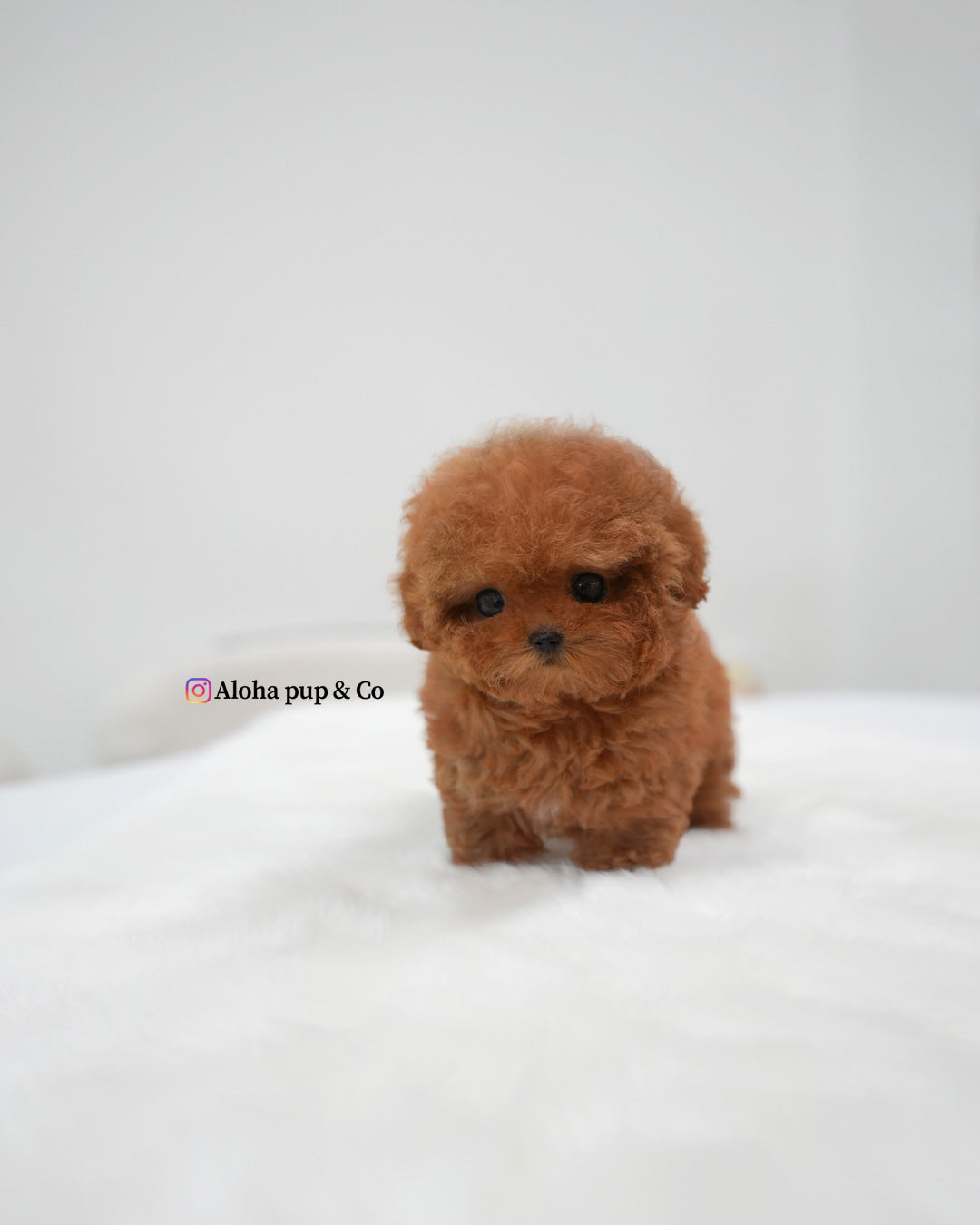 Betty [TEACUP POODLE]