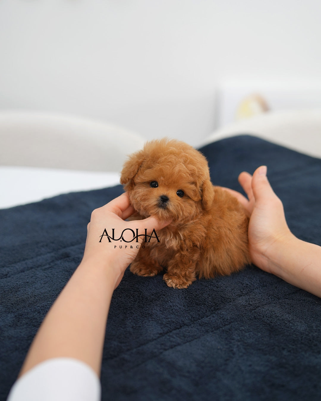 Juno [TEACUP POODLE]