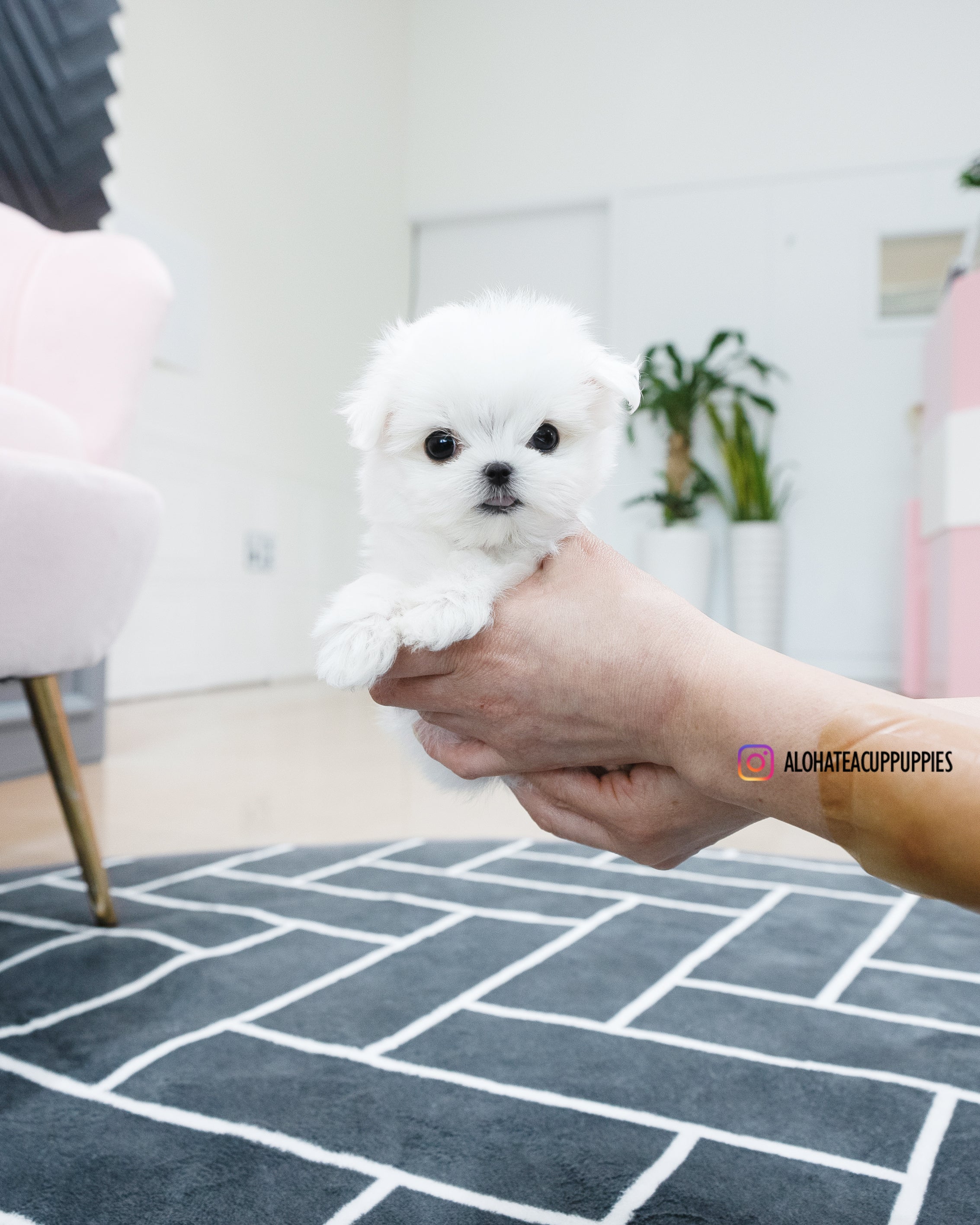 Kassia [TEACUP MALTESE]