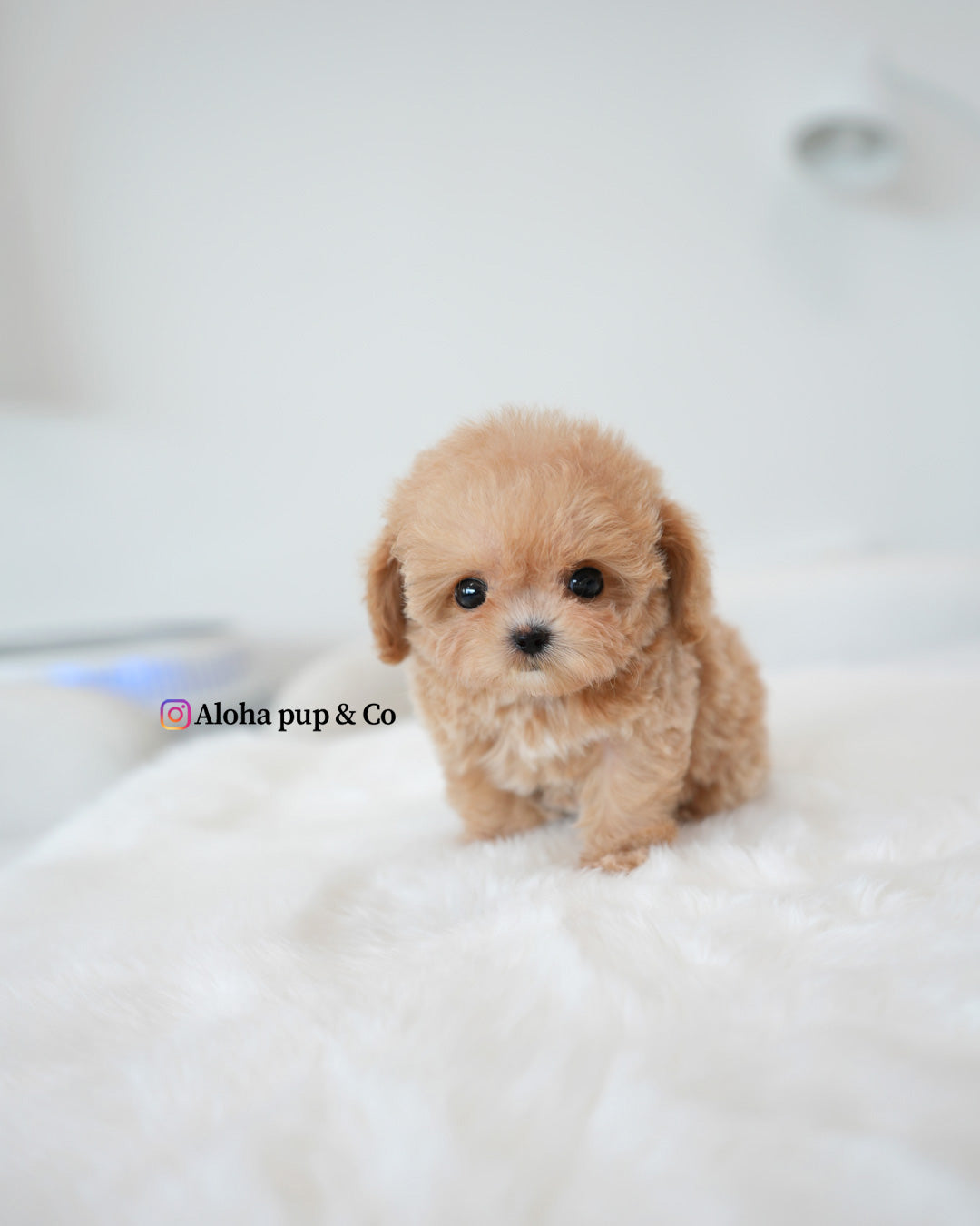 Waffle [TEACUP POODLE]