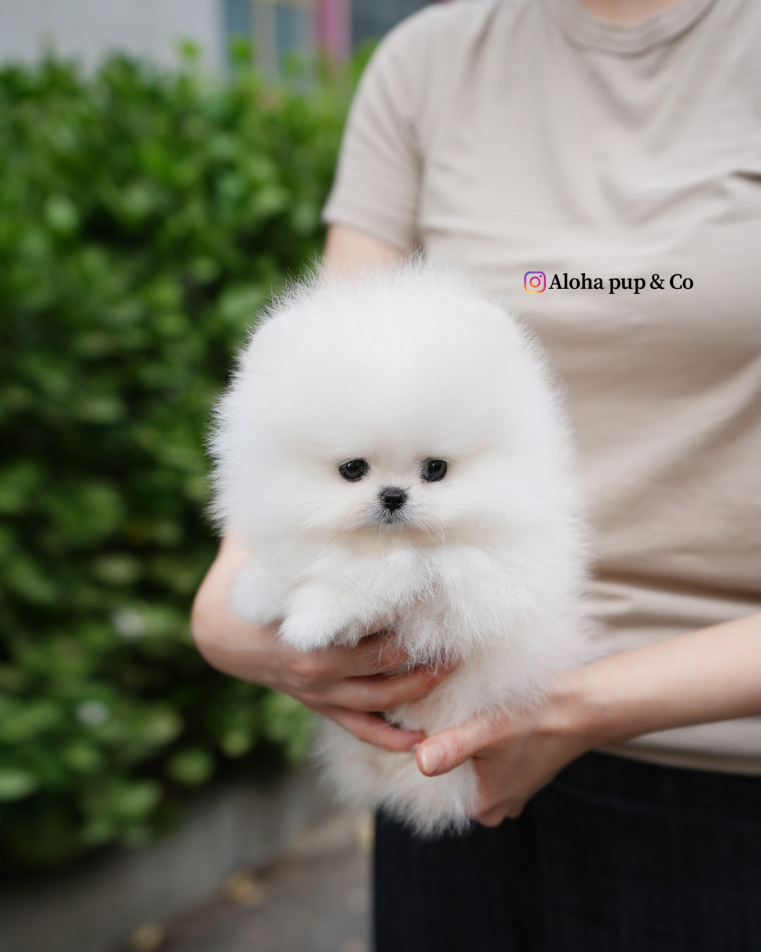 Leche [POMERANIA TAZA DE TÉ]