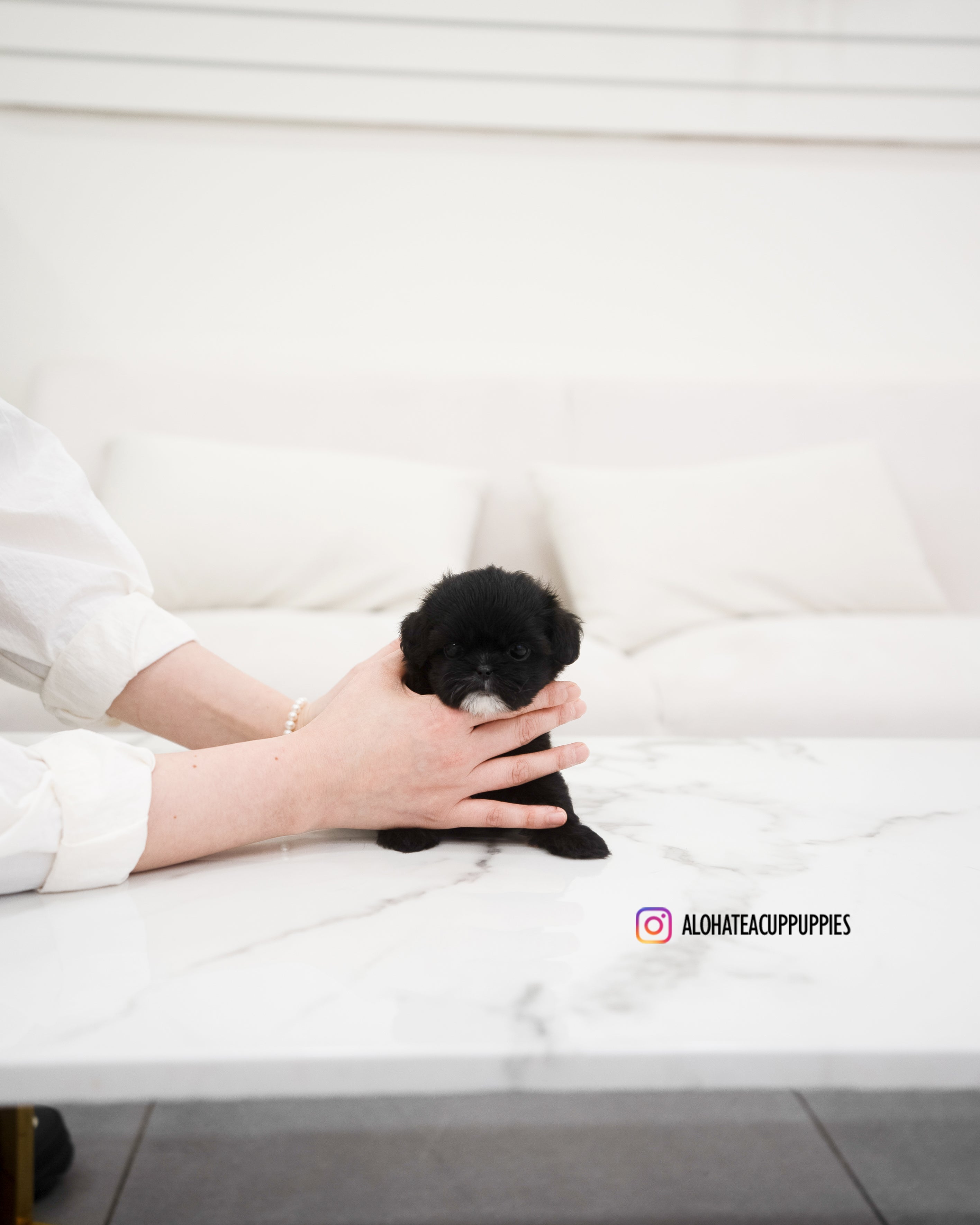 Haribo [TEACUP MALTIPOO]
