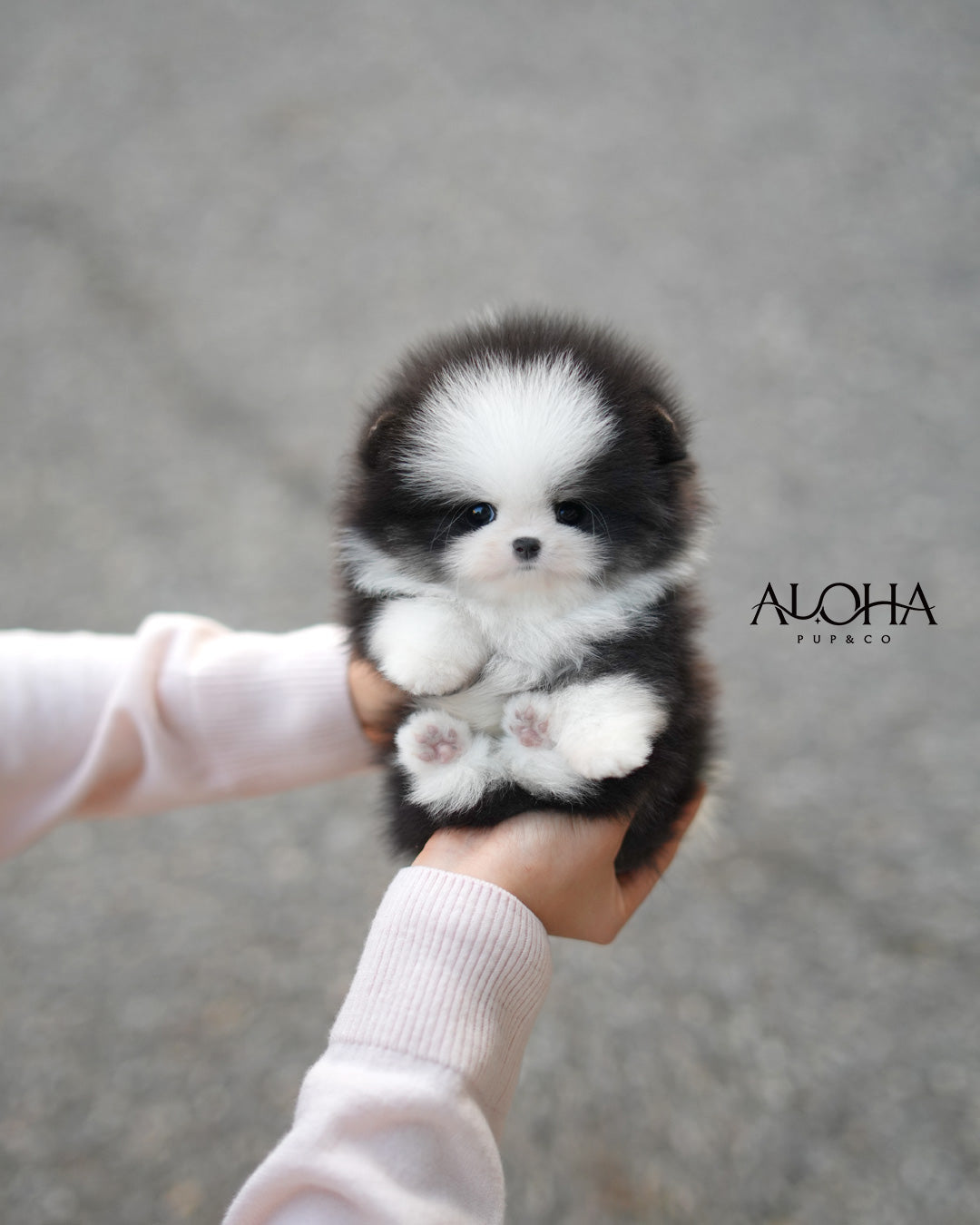 Pingu [TEACUP POMERANIAN]