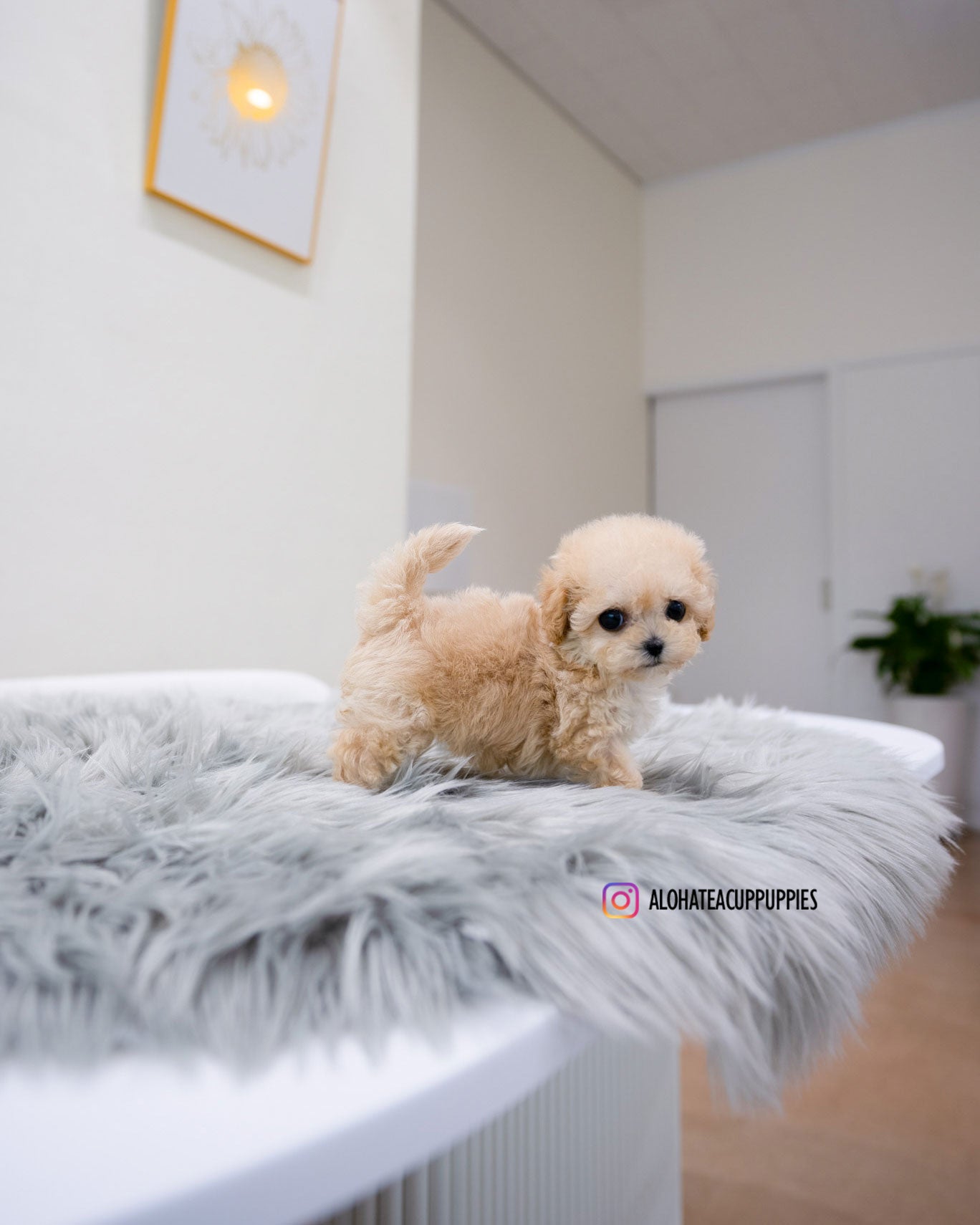 Clover [TEACUP MALTIPOO]