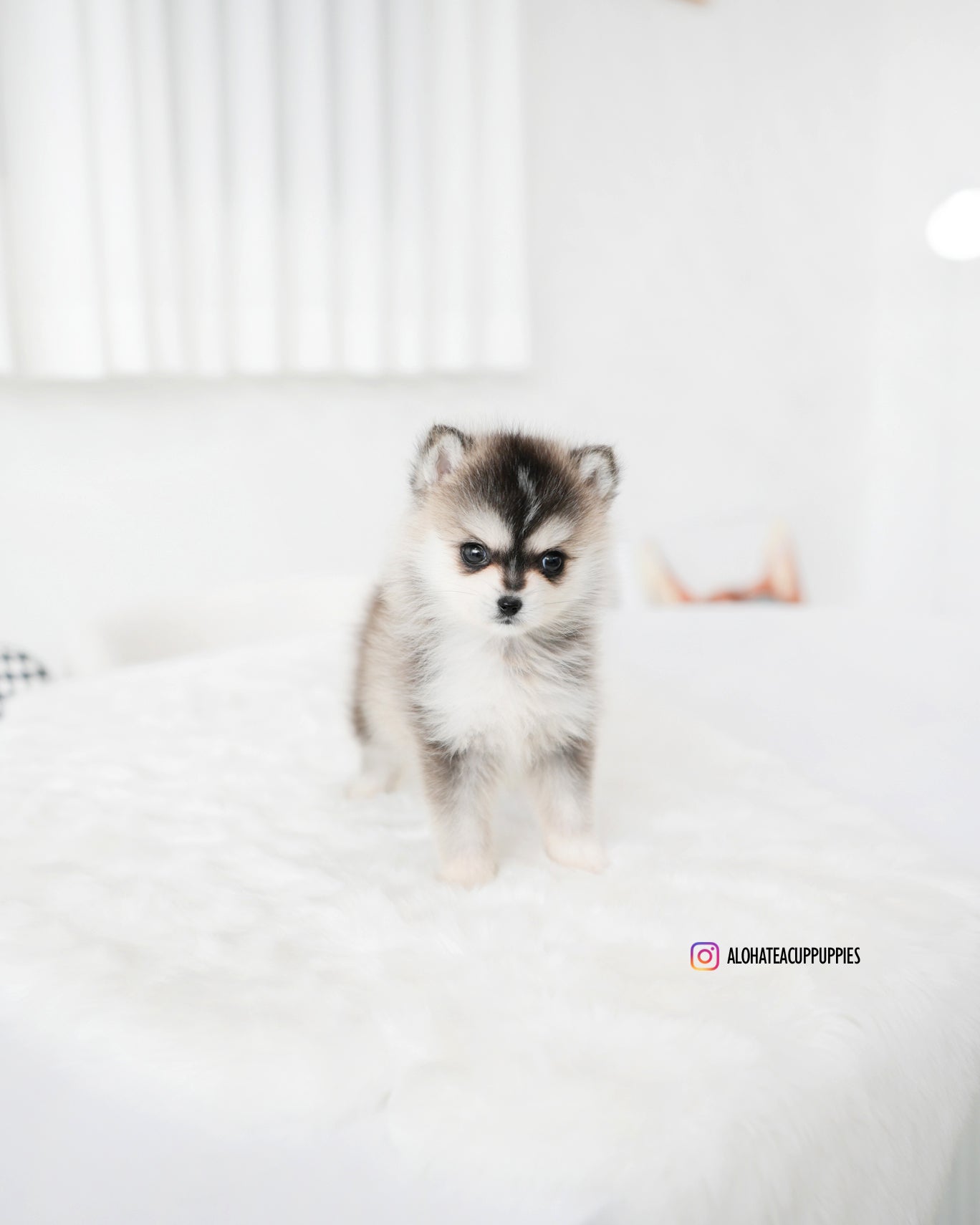 Edgar [Mini POMSKY]