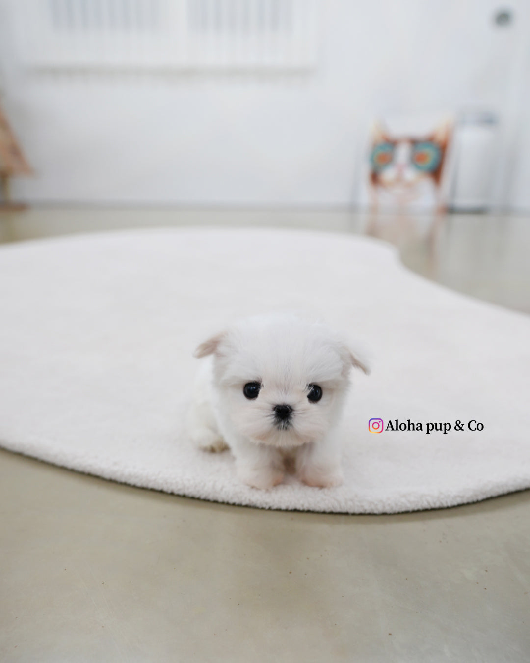 Tayo [TEACUP MALTESE]