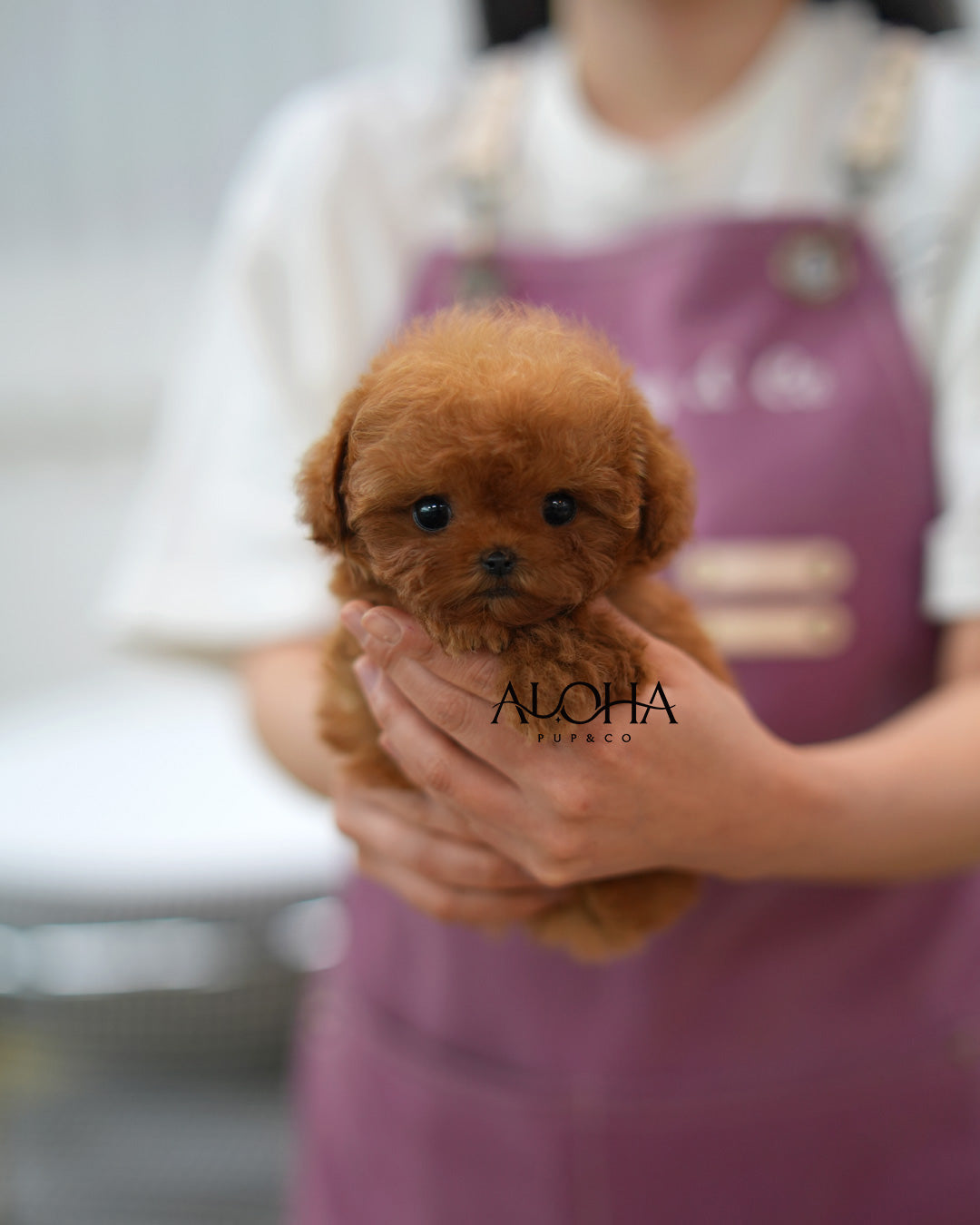 Dean [TEACUP POODLE]