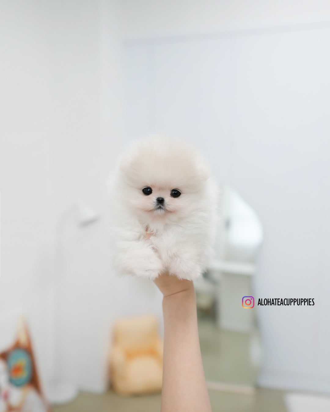 萨姆 [茶杯博美犬]