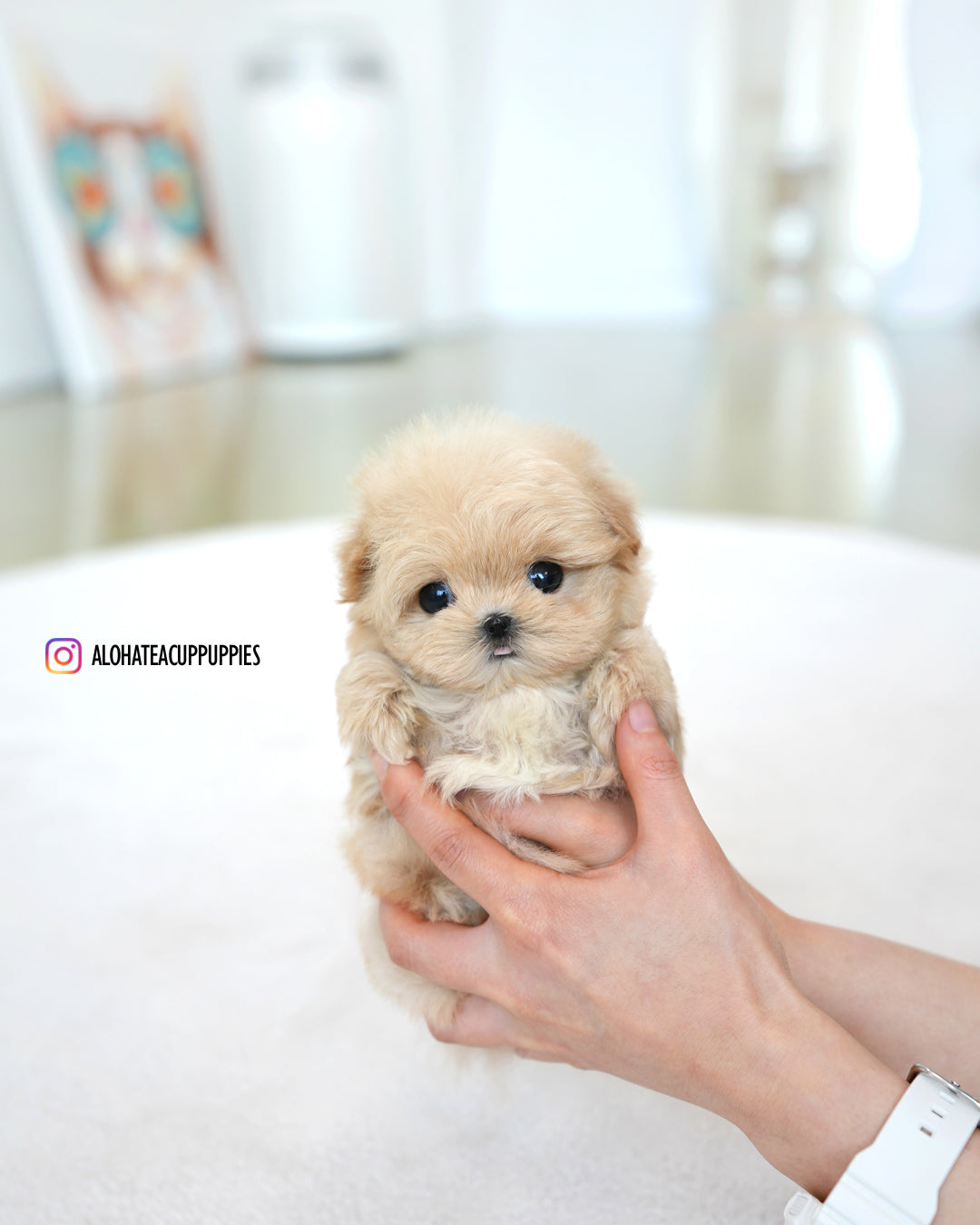 stacy [TEACUP MALTIPOO]