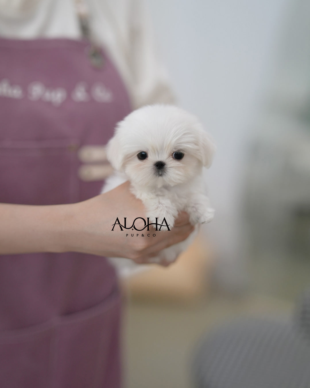 Boby [TEACUP Maltese]