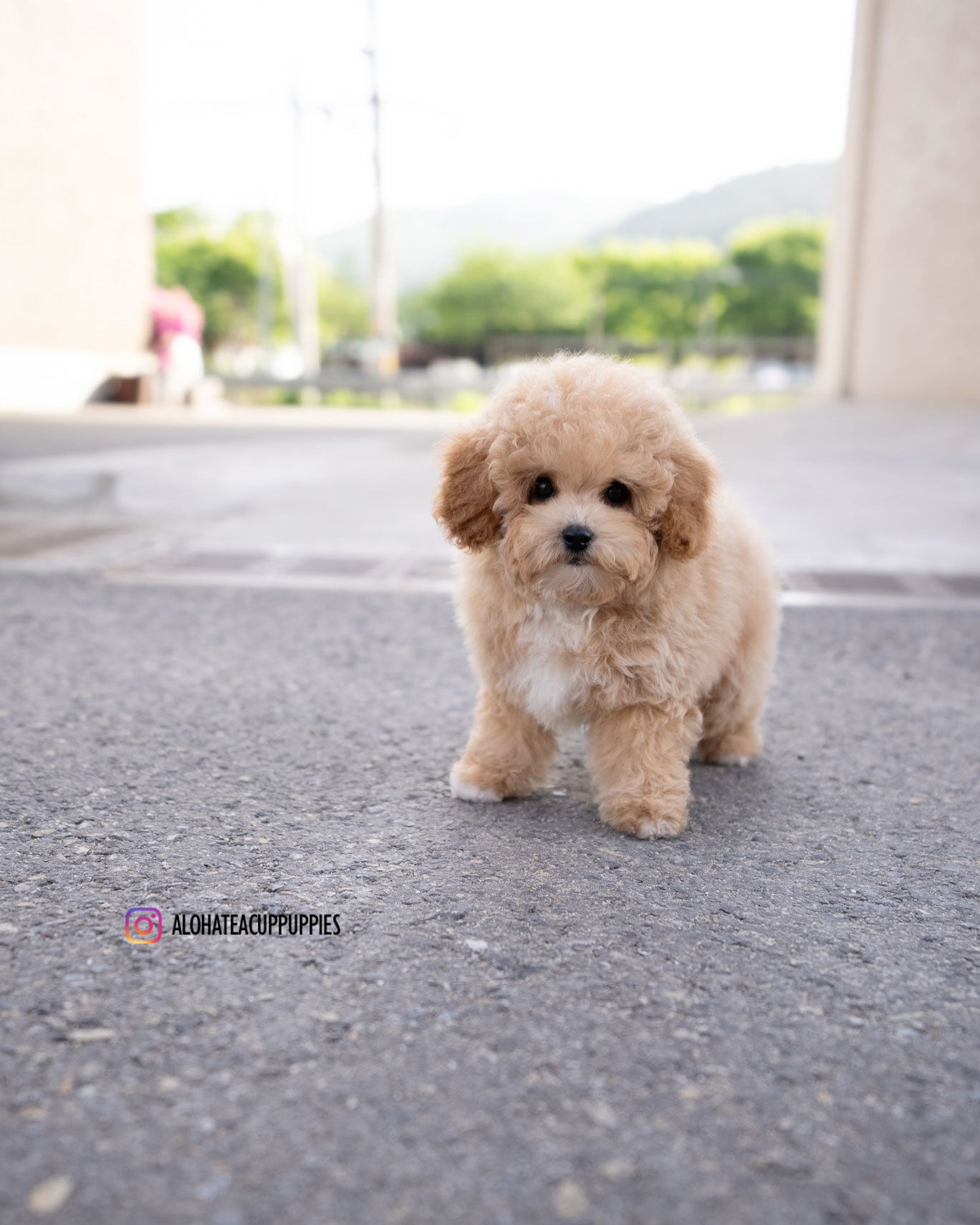 POO [MINI GOLDEN DOODLE]