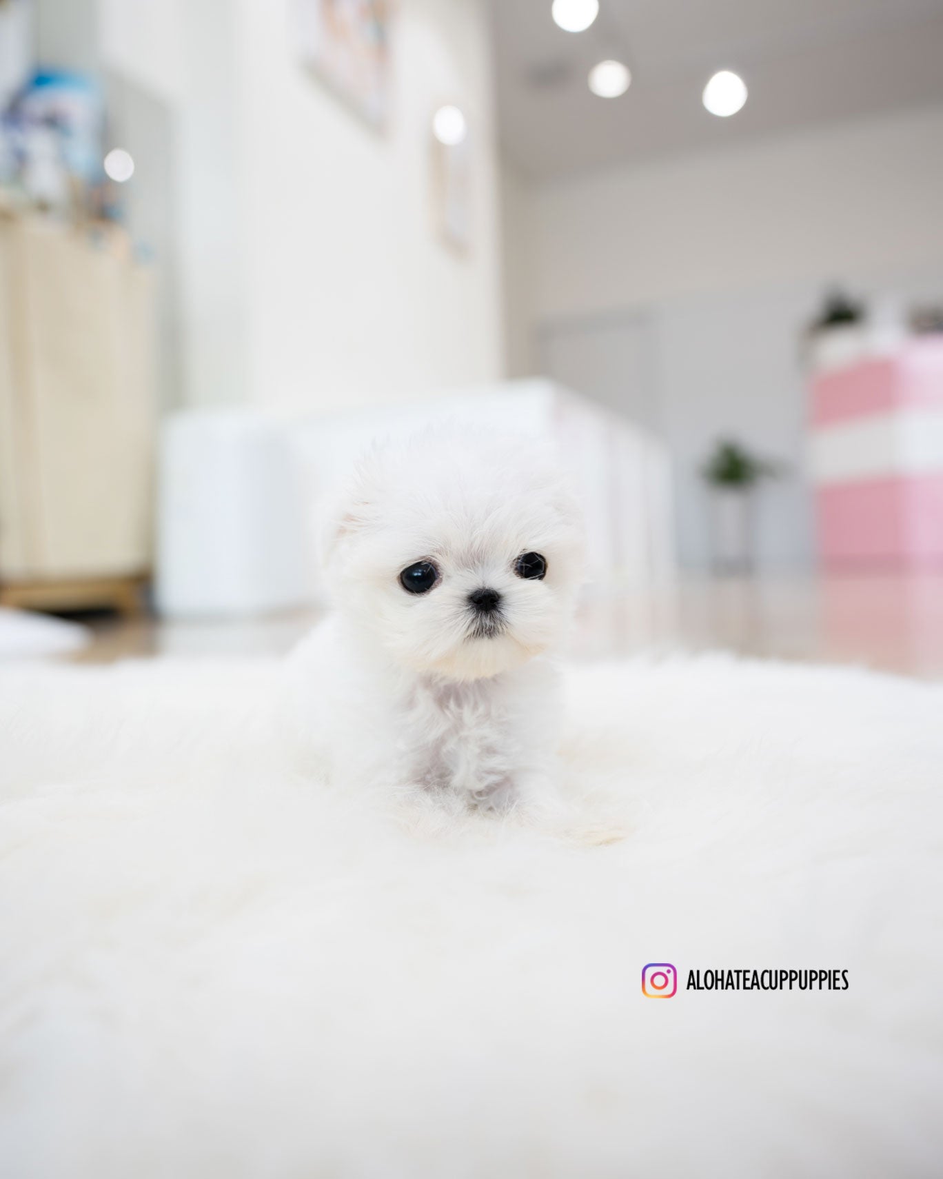 Honey [TEACUP MALTESE]