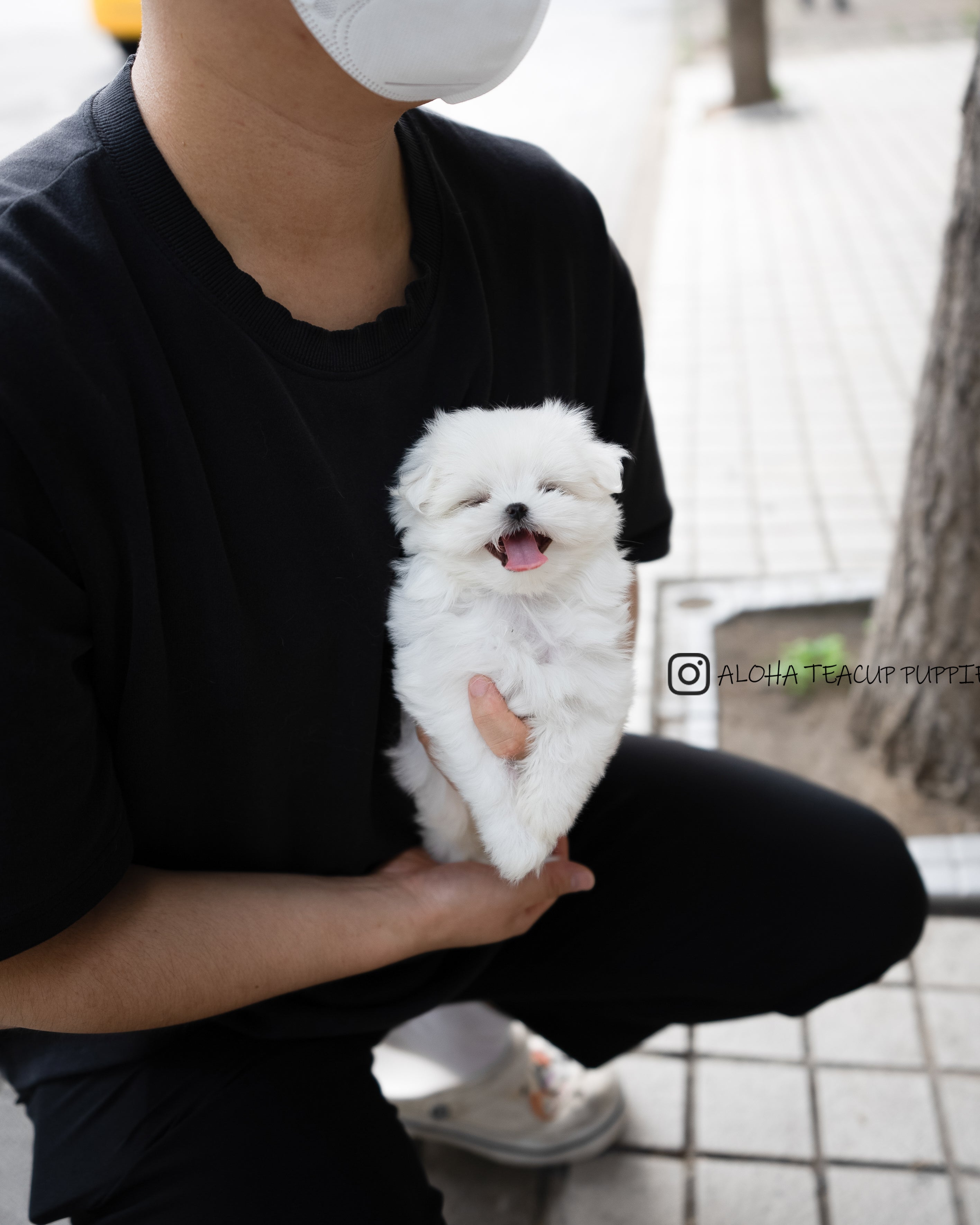 Lily [TEACUP MALTESE]