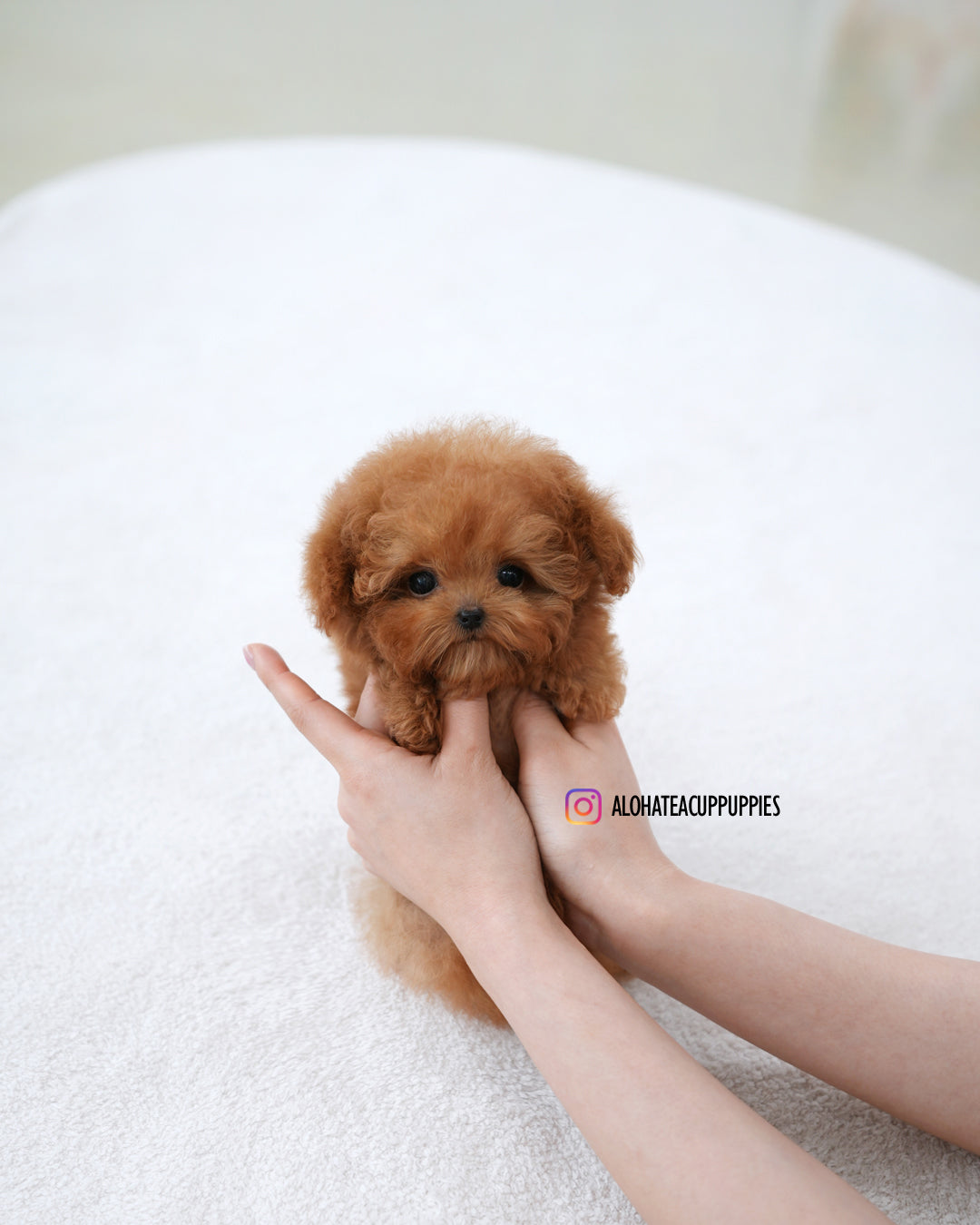 Sora [TEACUP POODLE]