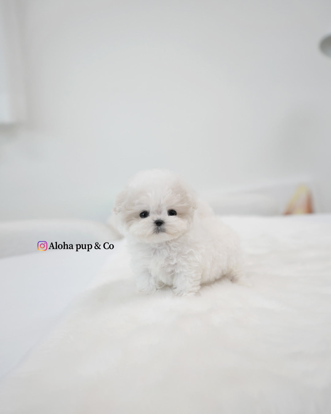Bubu [BICHÓN TACITA DE TÉ]