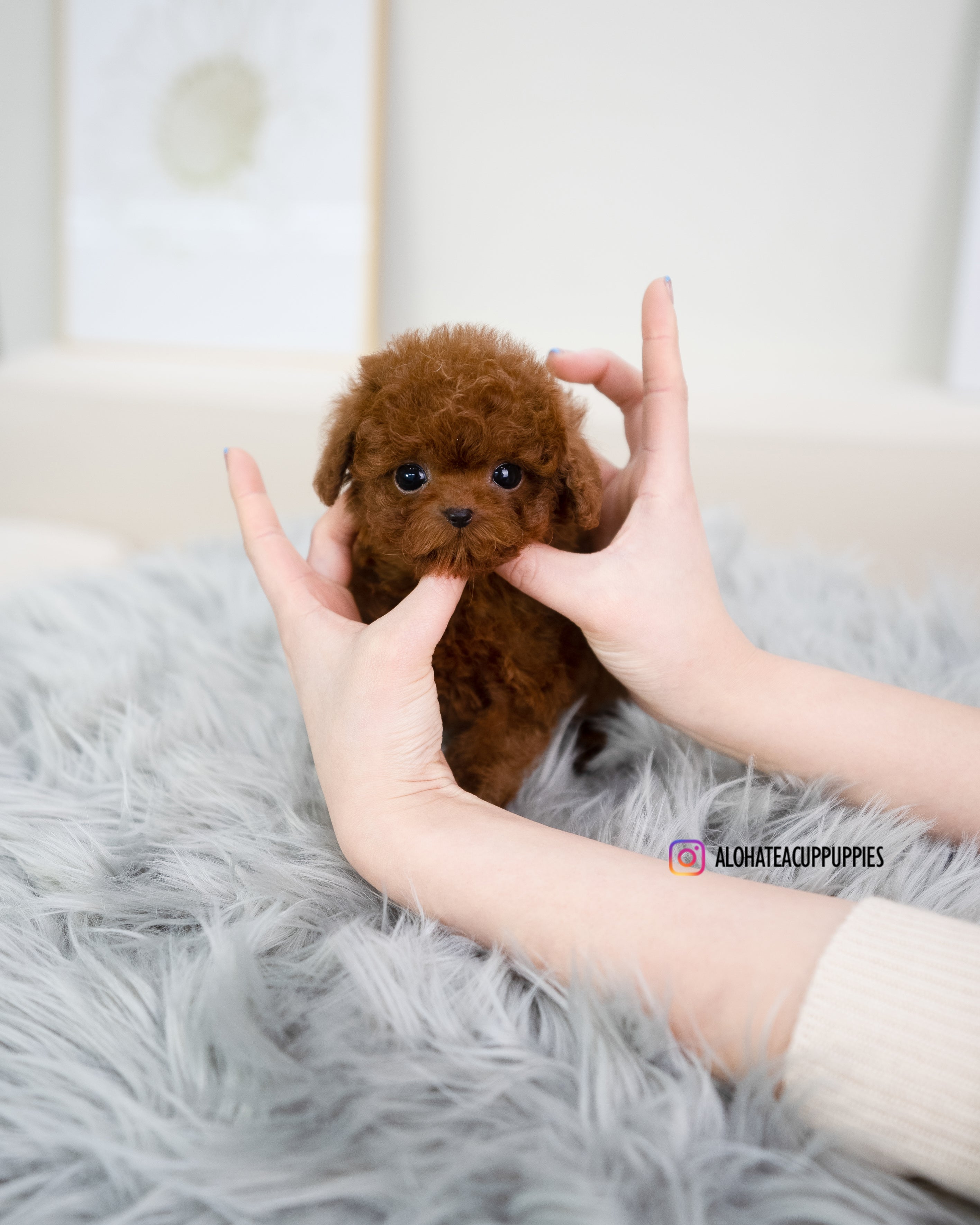 jordan [TEACUP POODLE]