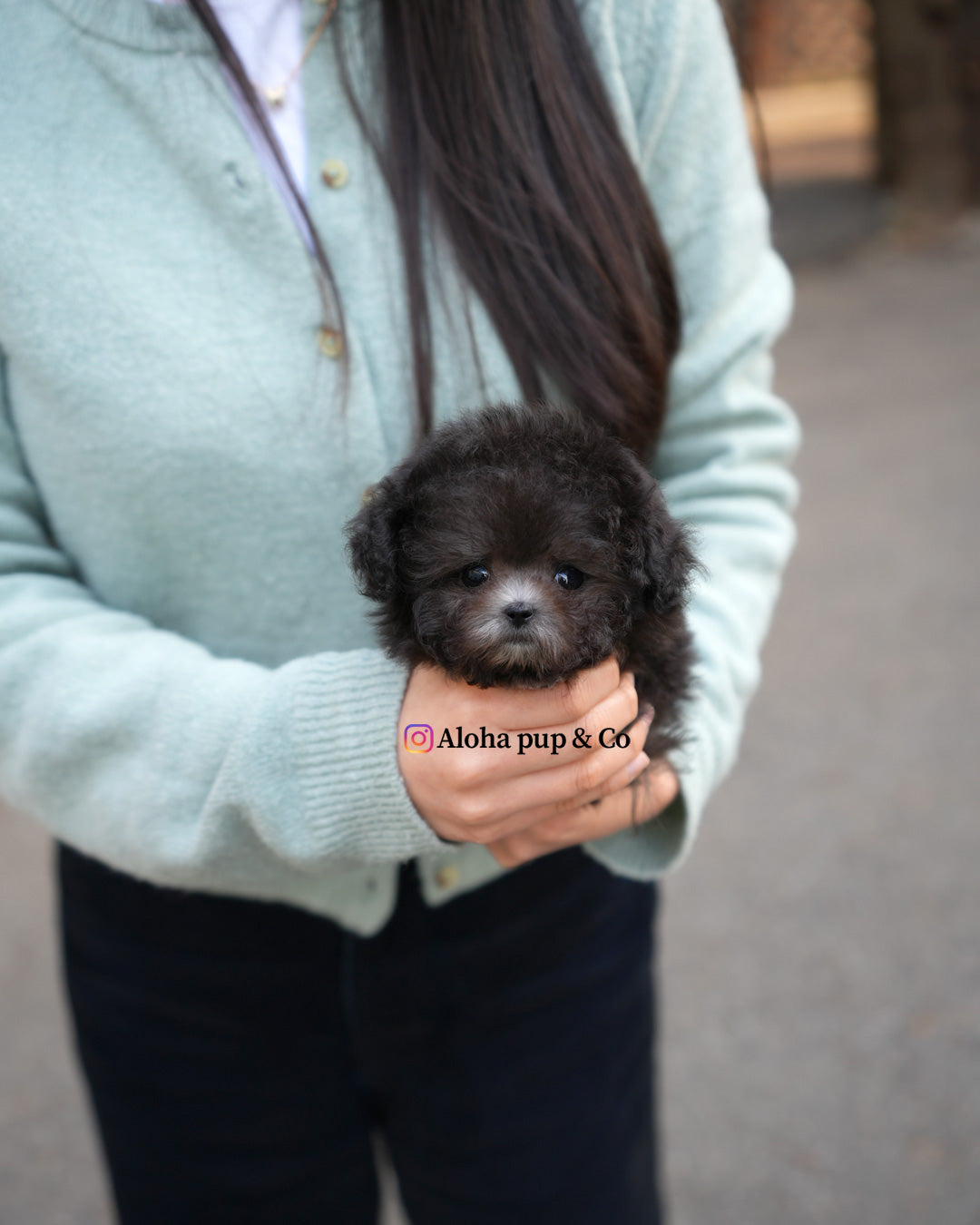 Zadie [TEACUP POODLE]