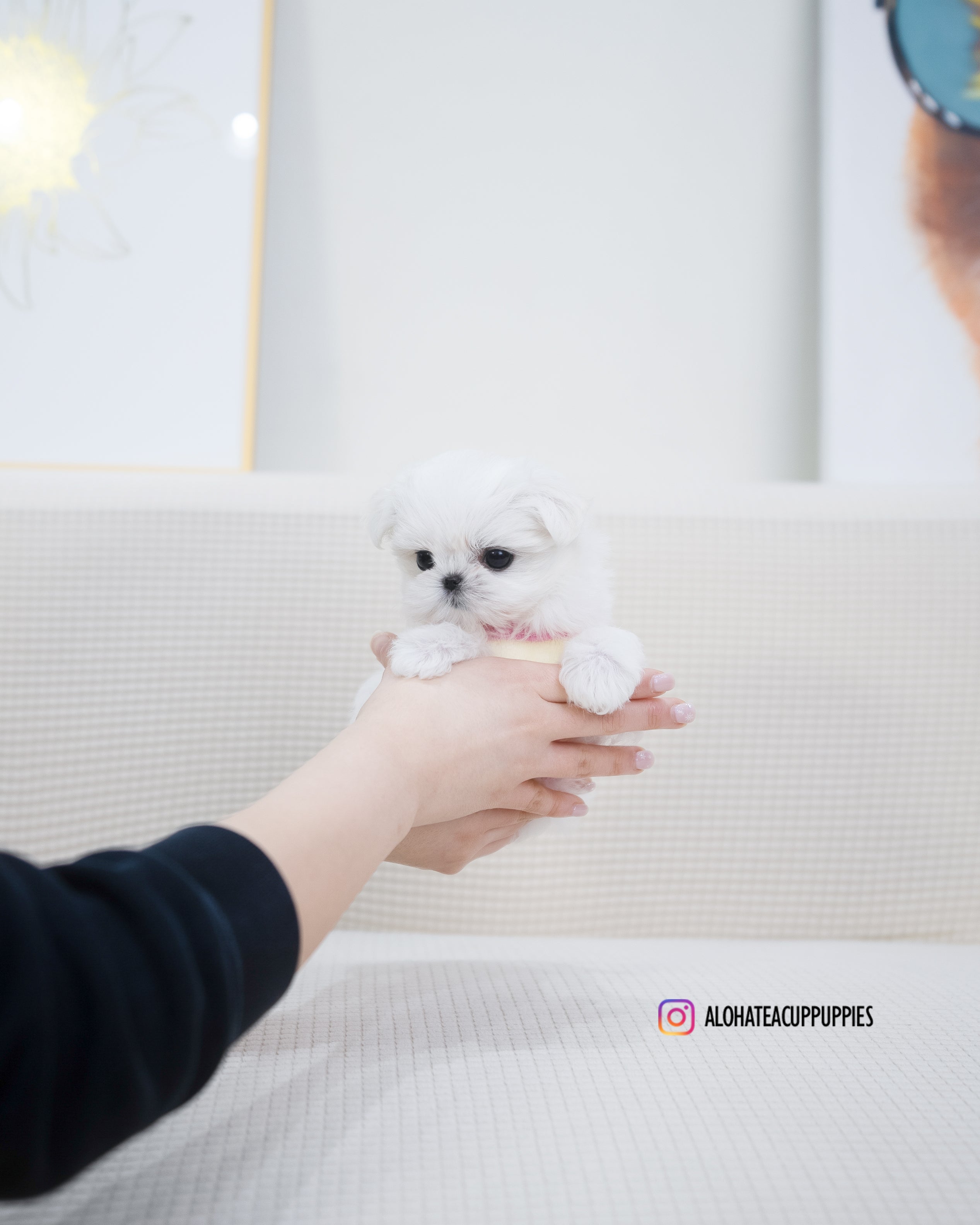 Buzz [TEACUP MALTESE]