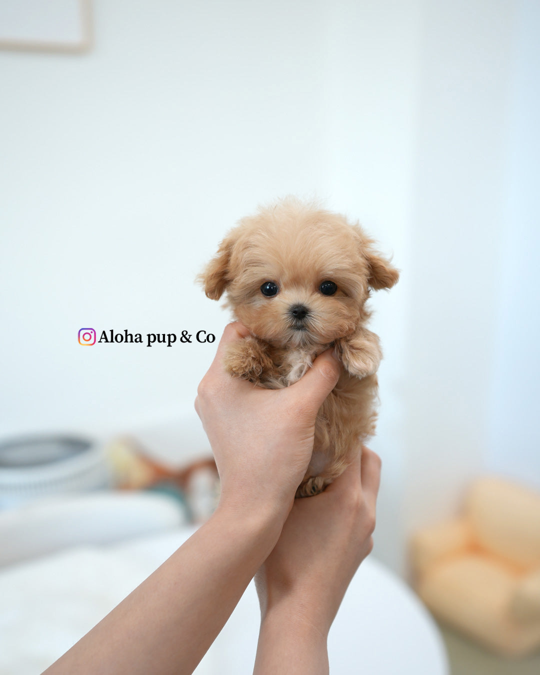 Moto [TEACUP MALTIPOO]