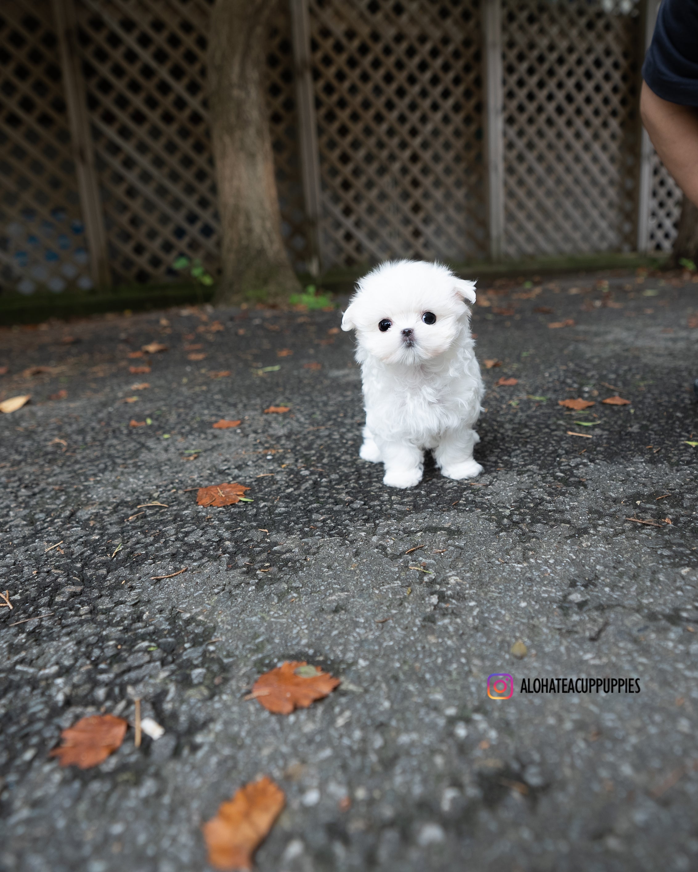 Juliette [TEACUP MALTESE]