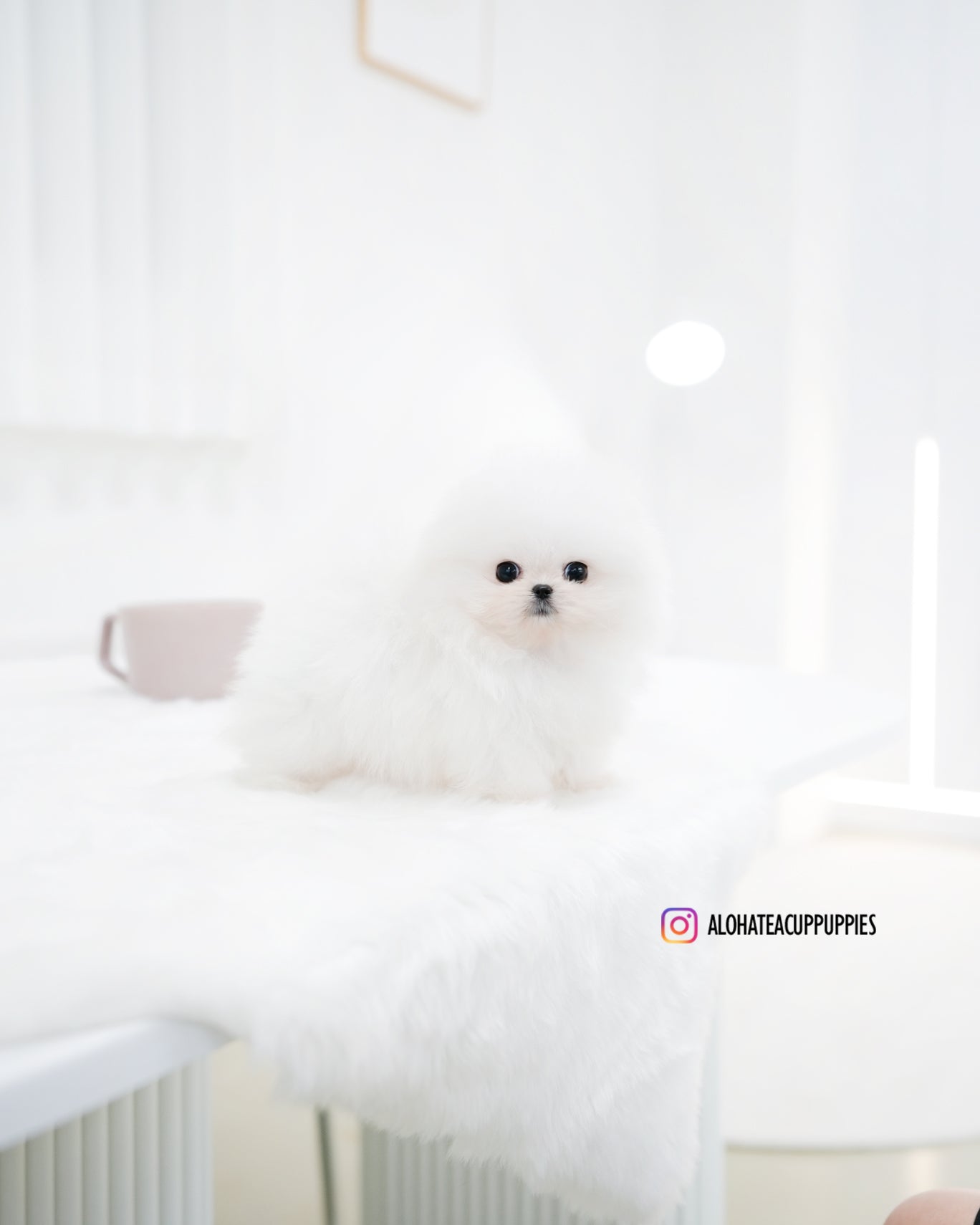 Maru [POMERANIA TAZA DE TÉ]