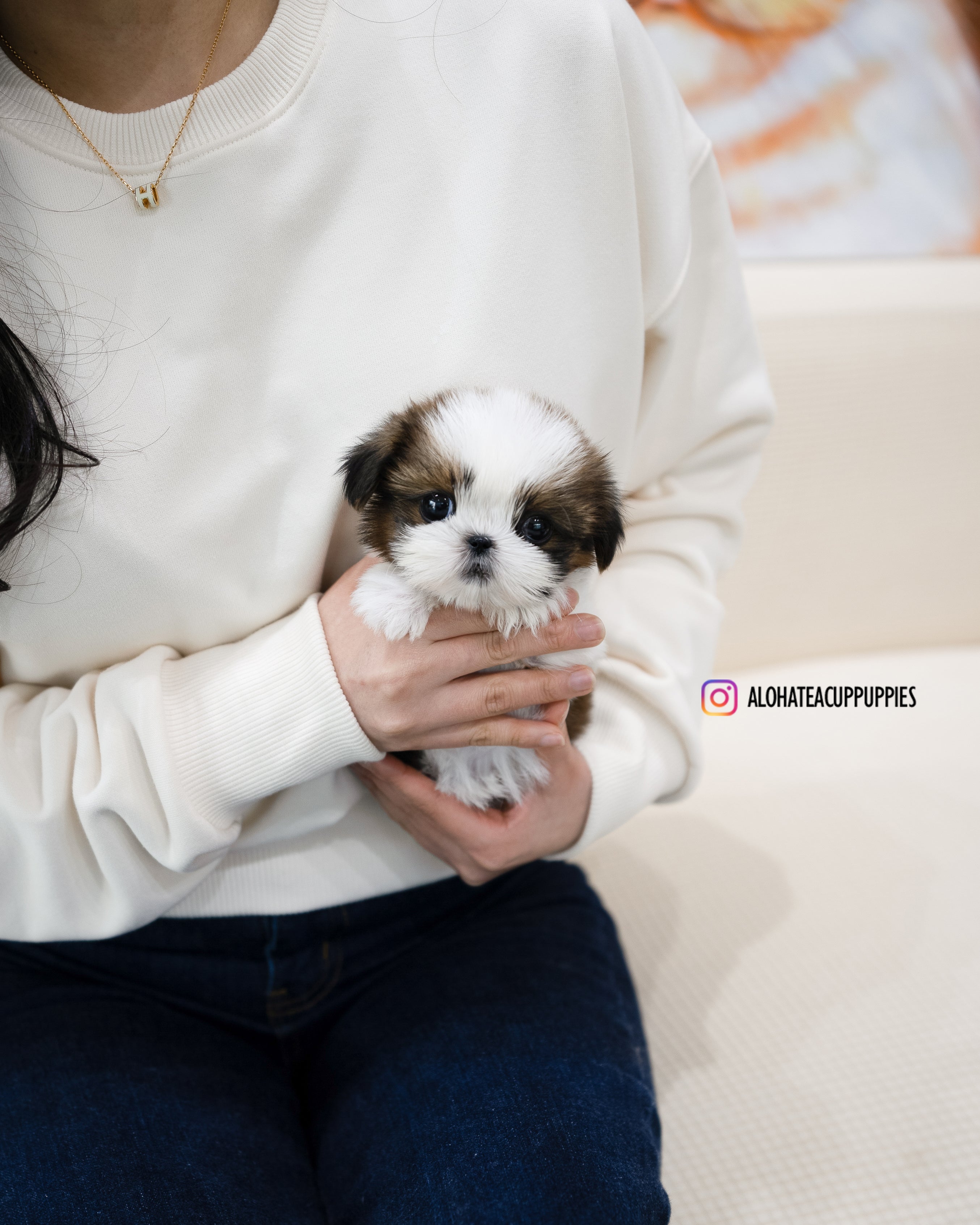 Heidi [TEACUP SHIHTZU]