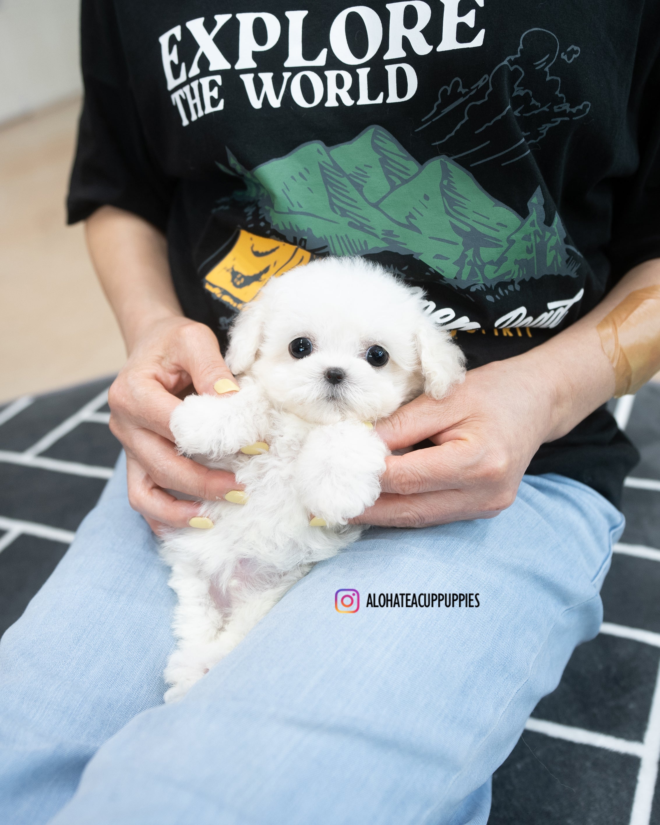 Orion [TEACUP Bichon]