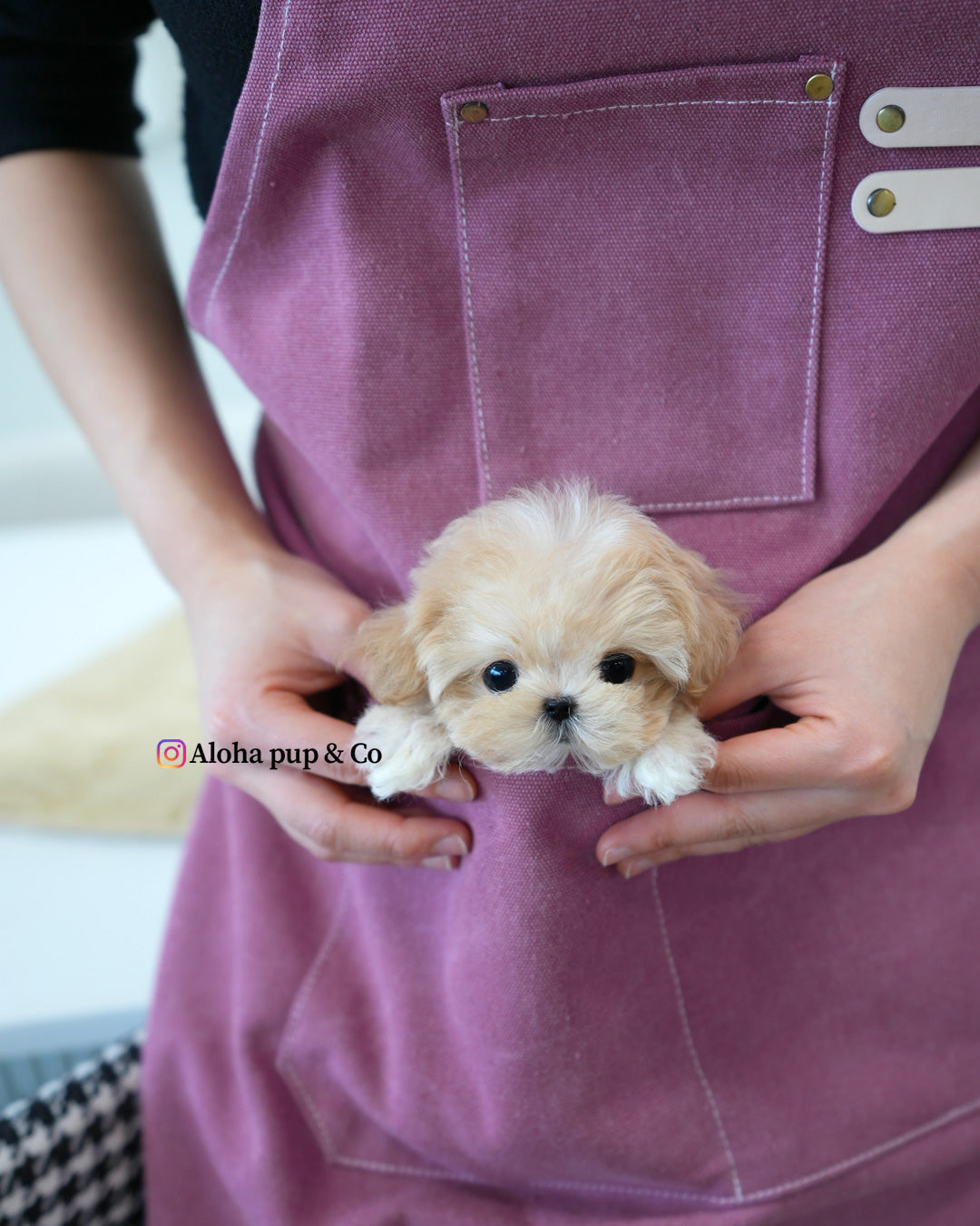 Mori [TEACUP MALTIPOO]