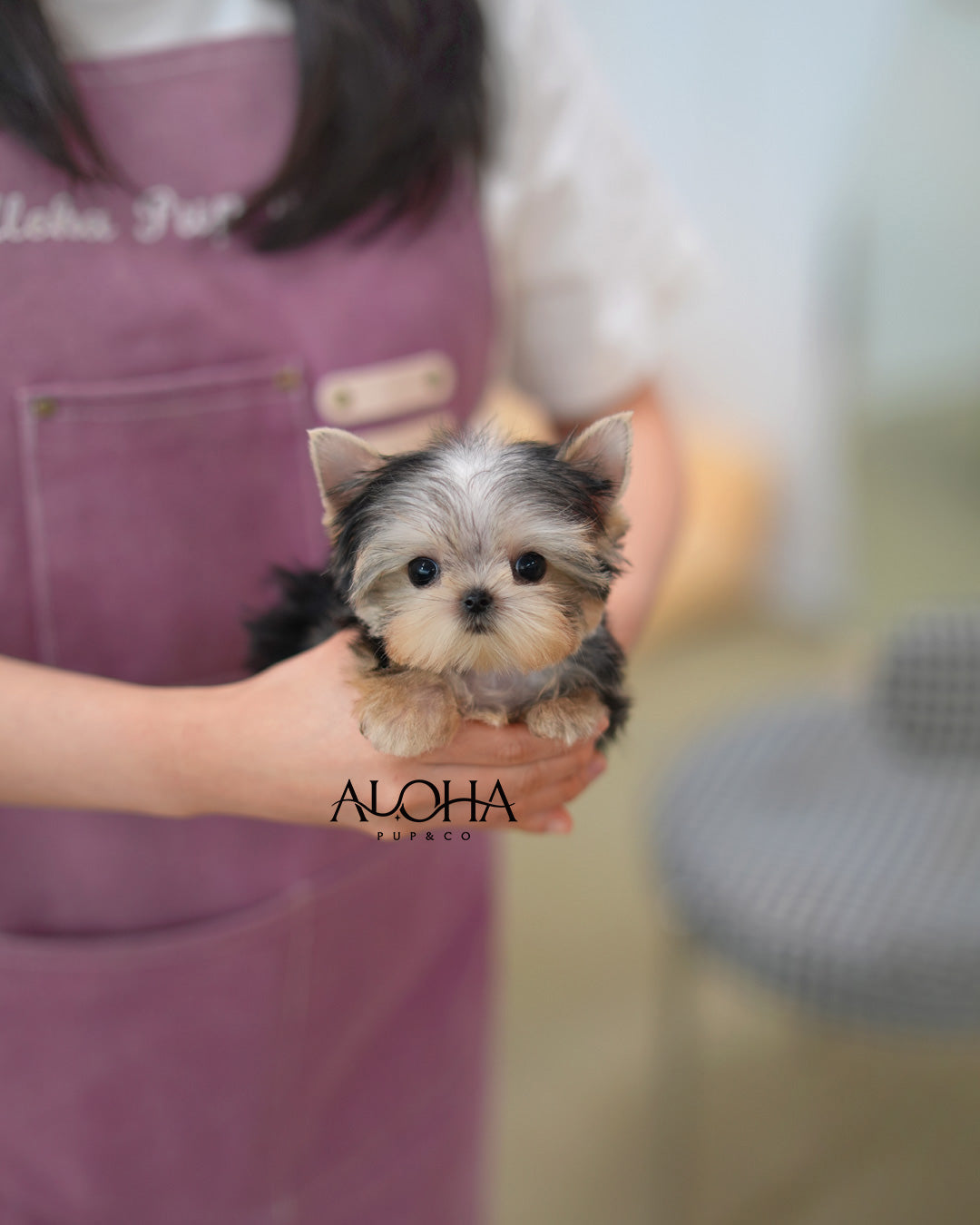Mac [Teacup Yorkie]