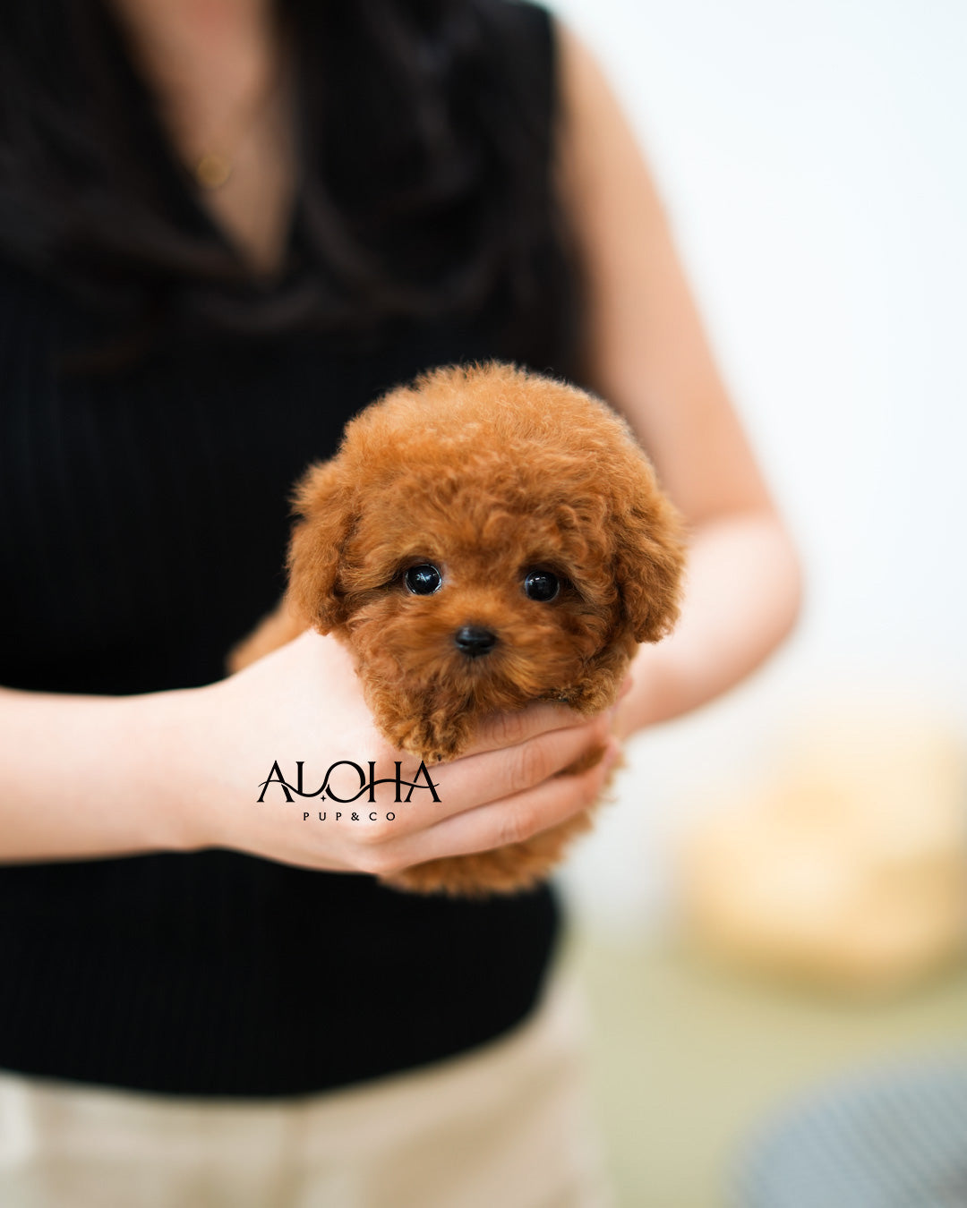 Finn [TEACUP POODLE]
