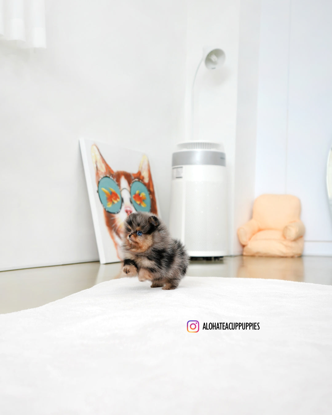 Kai [POMERANIA TAZA DE TÉ]