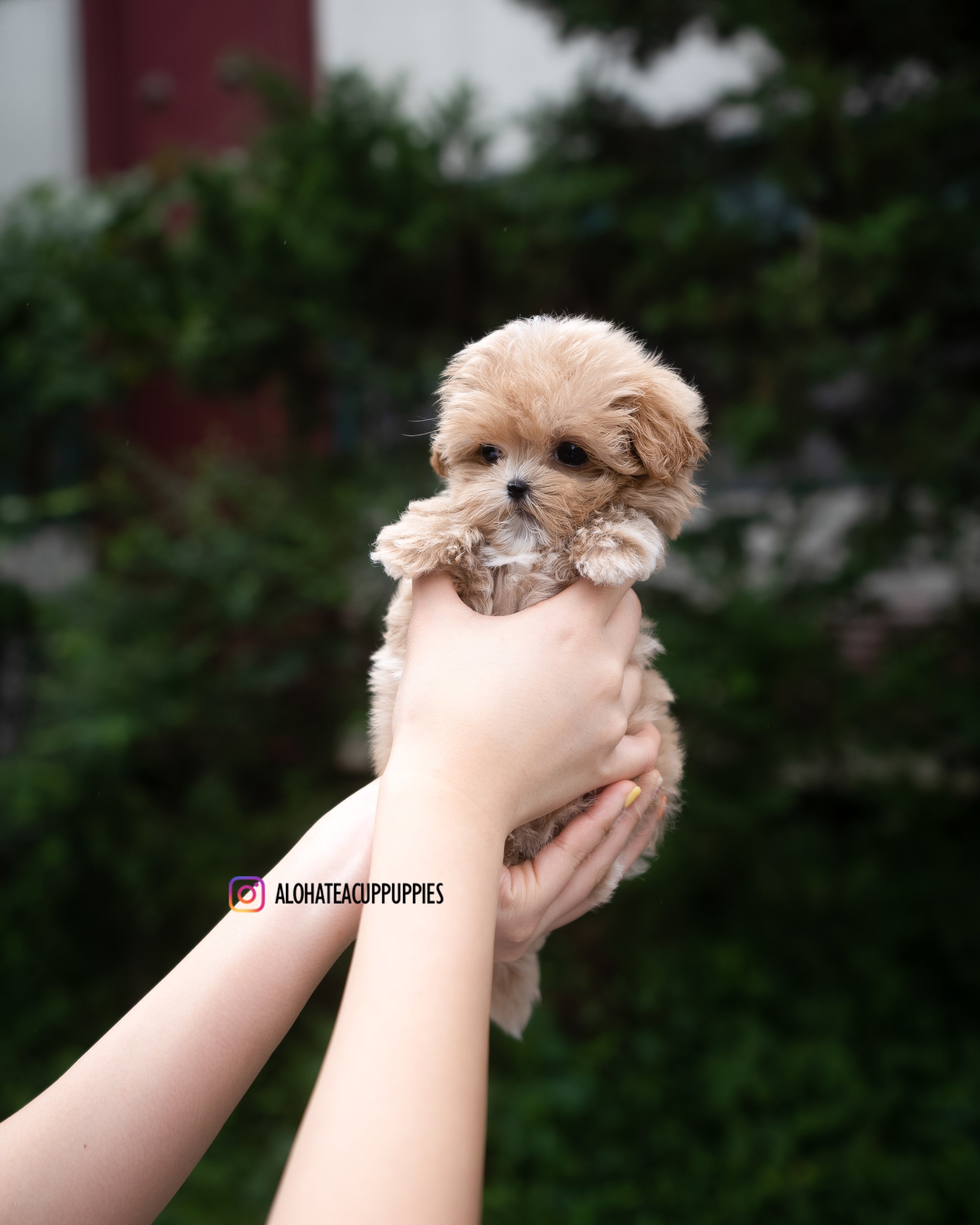 Lucy [TEACUP MALTIPOO]