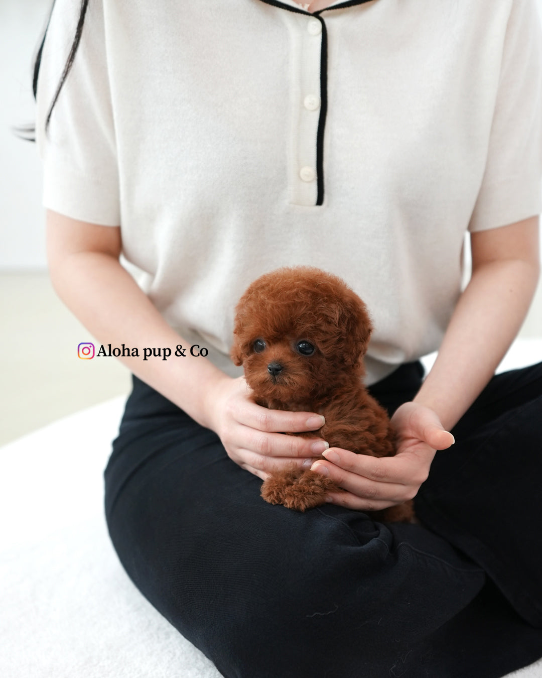 Macaron [TEACUP POODLE]