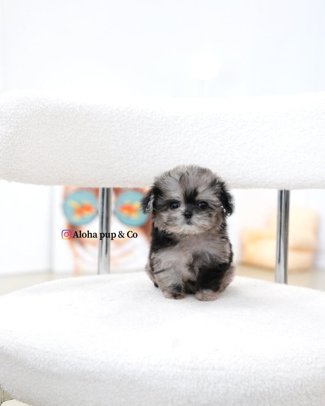 Cory [TEACUP MALTIPOO]