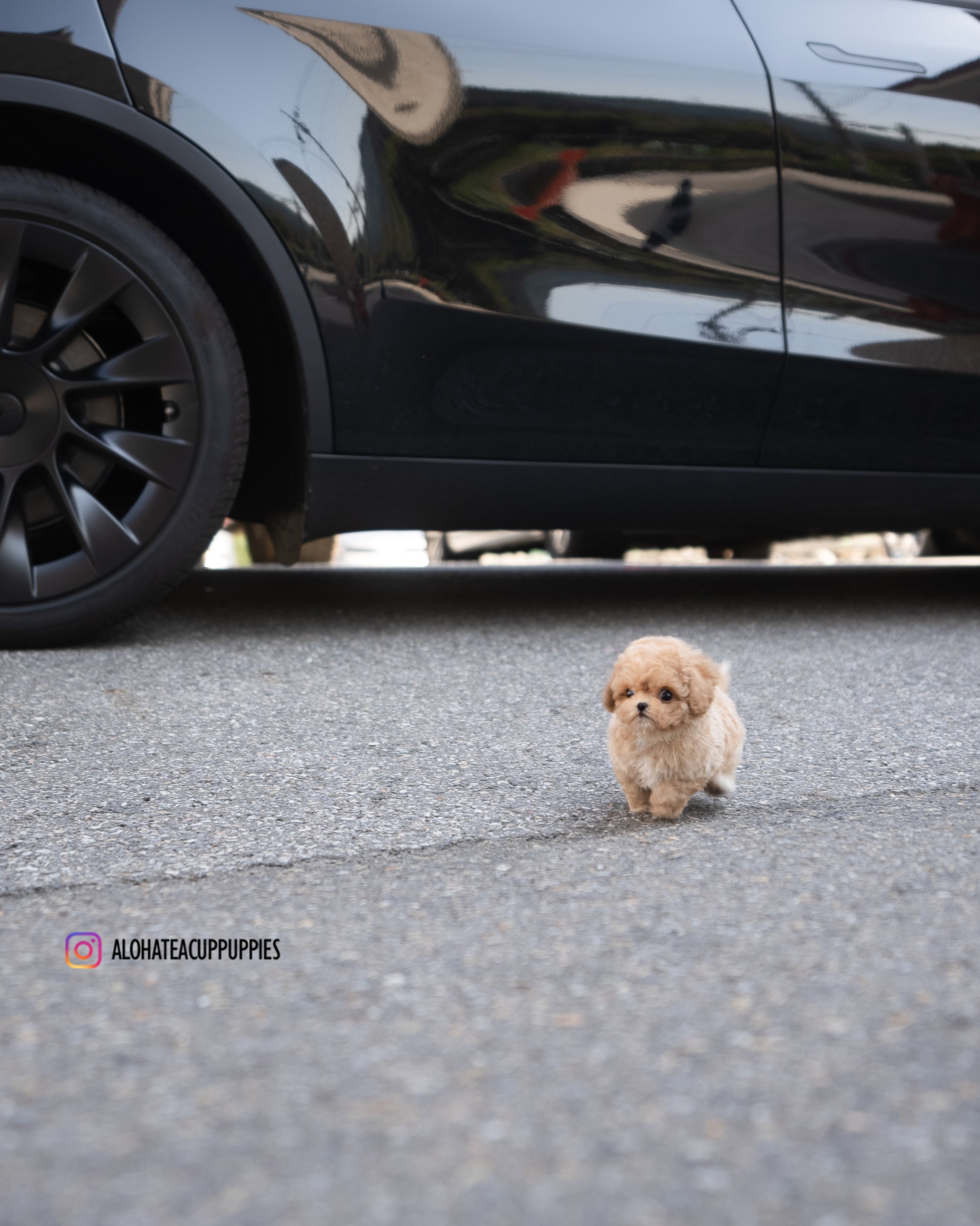 Eris [TEACUP MALTIPOO]