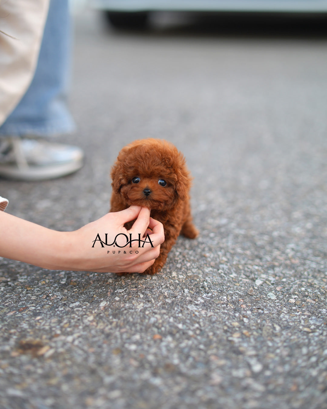 Zizi [TEACUP POODLE]