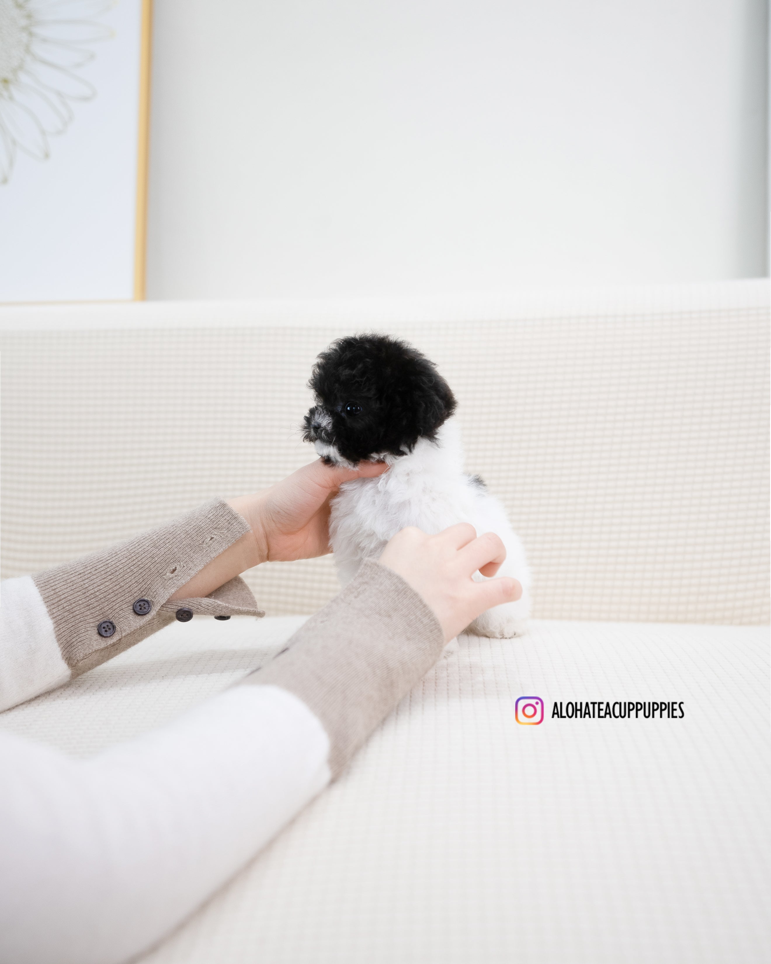 Zaid [TEACUP POODLE]