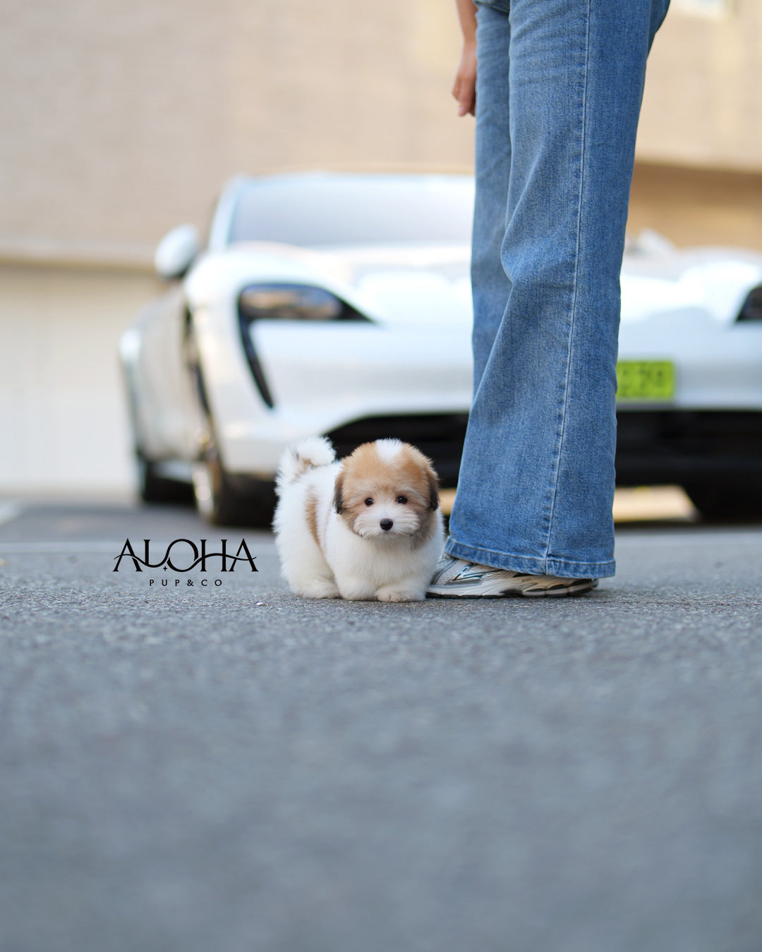 Ritz [Mini Coton de Tulear]