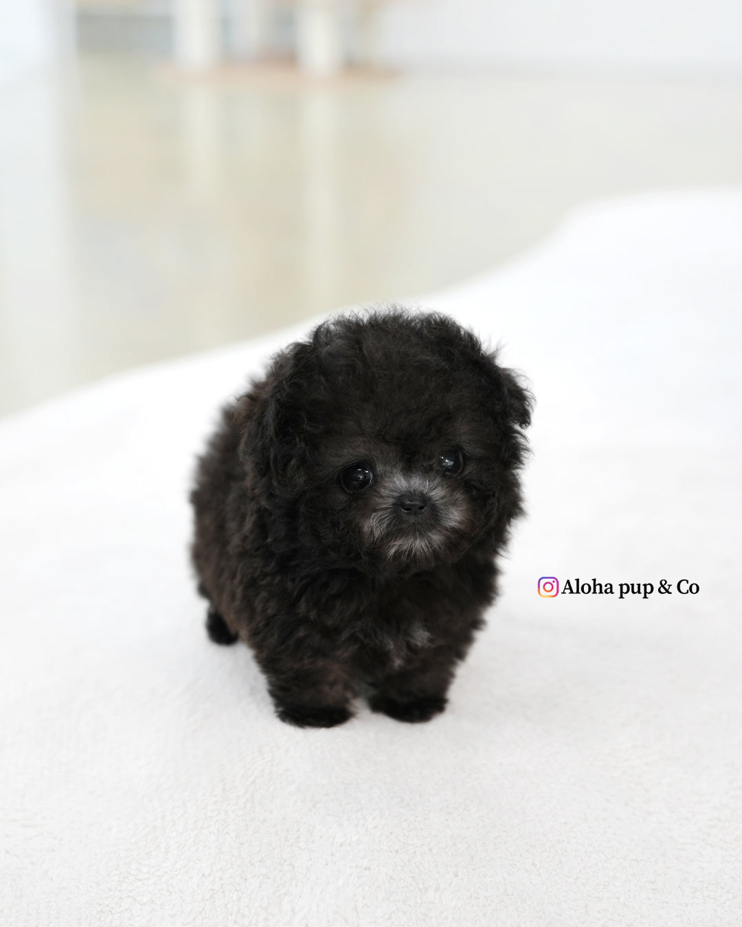 Bubu [TEACUP POODLE]